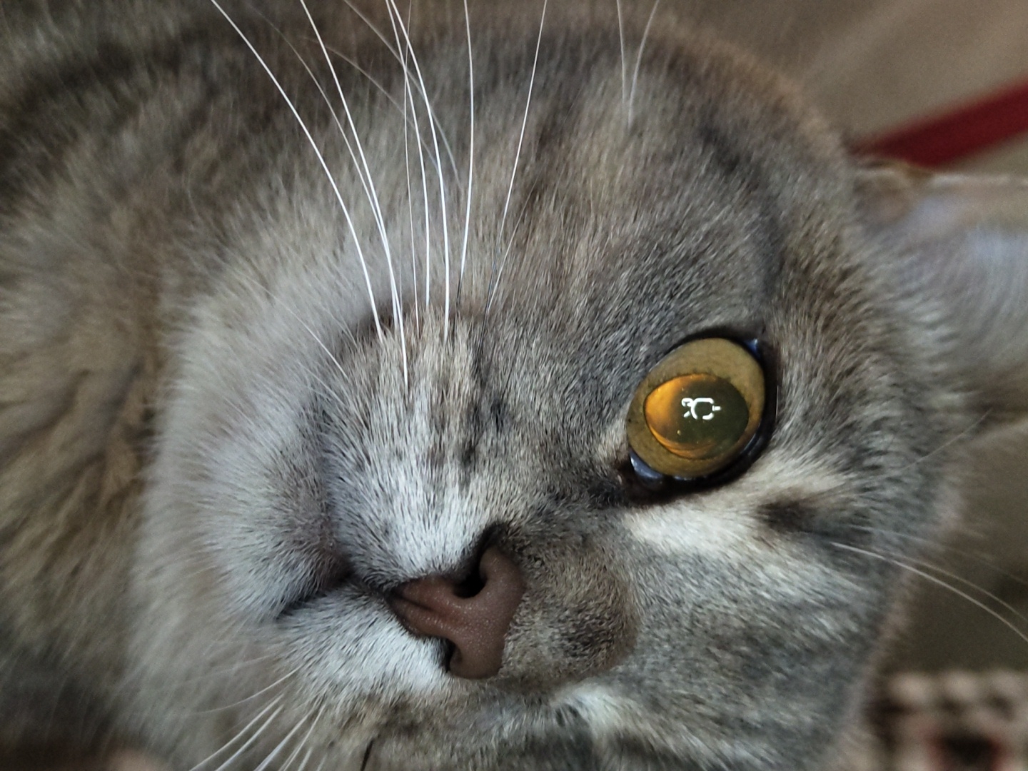 A close-up, eye-level, extreme-angle shot captures the face of a gray tabby cat. The cat's left eye is prominent, reflecting a light-colored symbol that appears to be a stylized question mark within a circle. The pupil of the eye is a vertical slit, and the iris is a golden-brown color. The cat's fur is a mix of gray and brown stripes, with long, white whiskers fanning out from its muzzle. The background is blurred, with hints of red and beige colors, suggesting an indoor setting. No specific location in the city of Unknown, Unknown can be determined from the image.