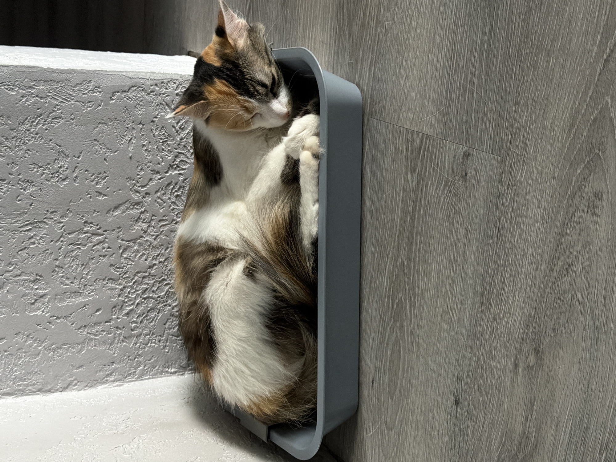 A calico cat is sleeping curled up in a grey litter box. The litter box is positioned on a grey wood-grain floor, next to a wall with a textured, light grey finish. The wall has a sharp corner where it meets another section of the wall, which appears to be painted white. The scene is lit by natural light, casting shadows on the floor and wall. There are no people or other animals visible in the image. The location is not specified as being in Kiselyovsk, Russia; this detail is external information.