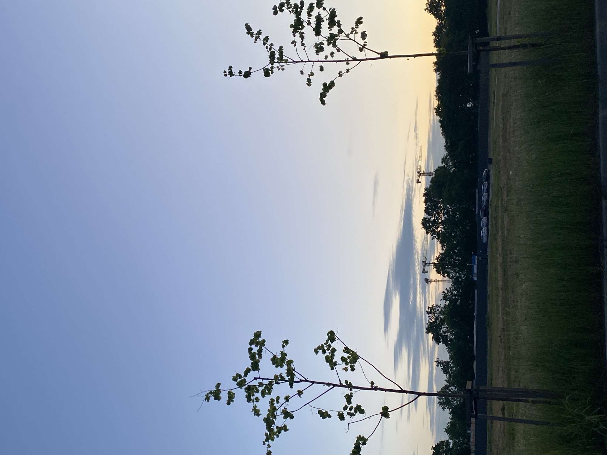 The image depicts an outdoor scene at dusk with a clear sky transitioning from blue to a pale yellow. In the foreground, two young trees with thin trunks and sparse foliage stand on either side of the frame. The ground is covered in tall, green grass, and a dark, horizontal element, possibly a curb or road edge, is visible at the bottom. In the middle ground, a line of dark green trees forms a dense backdrop. Beyond the trees, a construction site is evident, with several tall cranes visible against the sky. A row of parked cars is also present in front of the tree line. The lighting suggests either sunrise or sunset, with the sky exhibiting soft gradients of color.
