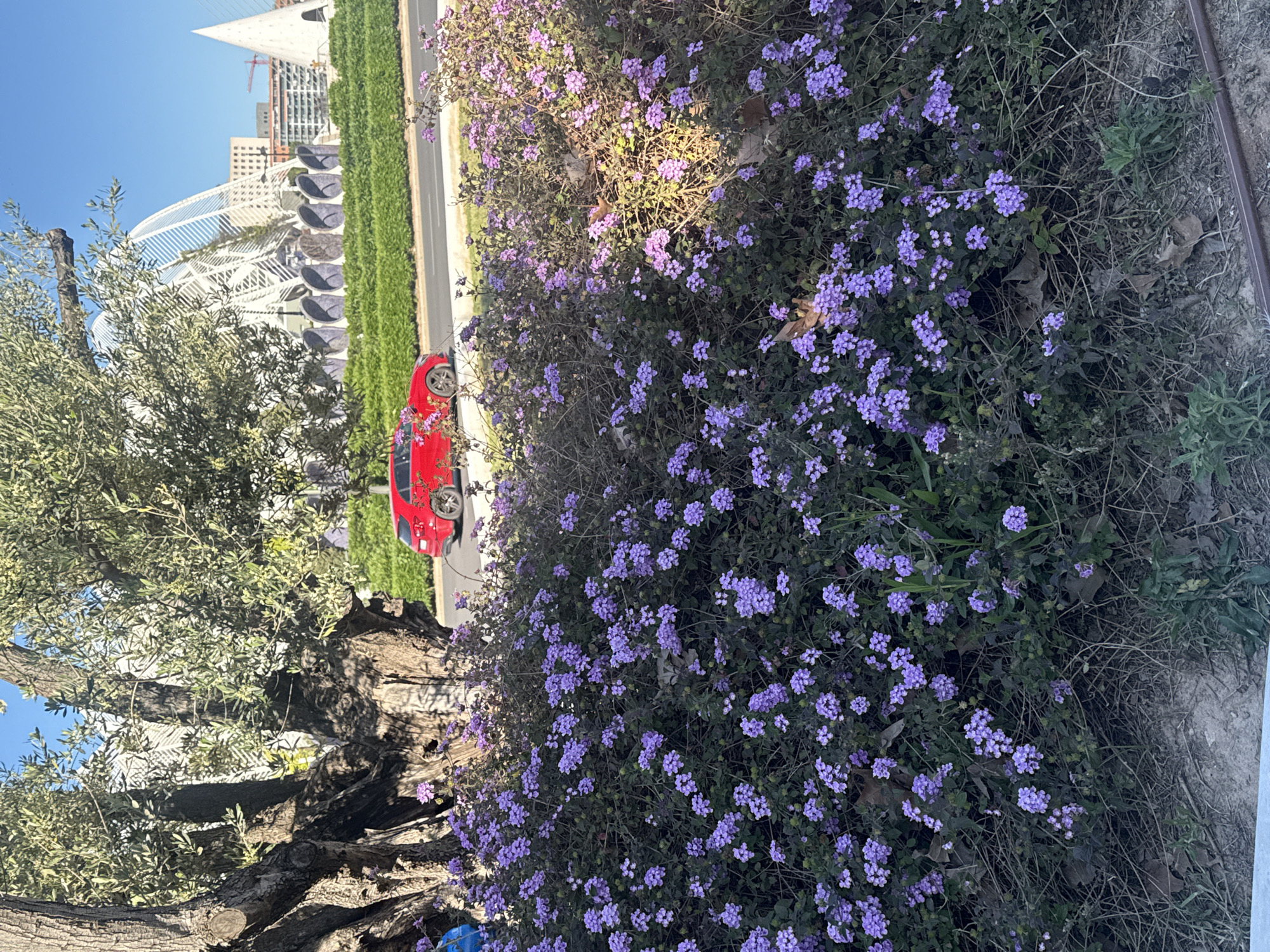 The image captures a vibrant outdoor scene during daytime under a clear blue sky. The perspective is tilted, with the horizon running vertically.
In the foreground and midground, a dense bush with numerous small purple flowers dominates the right side of the frame. Its vibrant blooms suggest a sunny climate. To the left, a large, ancient-looking tree with a thick, gnarled trunk and green, leafy branches occupies a significant portion of the scene.
Between the tree and the flowering bush, a bright red car, possibly a sports car, is parked on what appears to be a paved road or pathway. Its wheel is visible near the bottom center of the original image, positioned between the natural elements.
In the background, beyond the road, a row of neatly trimmed green hedges runs horizontally. Behind the hedges, striking modern architectural structures are visible. These buildings feature white, curvilinear designs and intricate patterns, characteristic of the City of Arts and Sciences in Valencia, Spain. A construction crane is also faintly visible above one of the buildings in the distance. Along the hedge, a series of dark, shell-like structures, possibly decorative benches or street furniture, are arranged.
The weather is bright and sunny, indicated by the clear blue sky and the crisp lighting on the subjects. There is no visible text in the image. The overall impression is one of a beautiful urban landscape blending modern architecture with natural beauty.