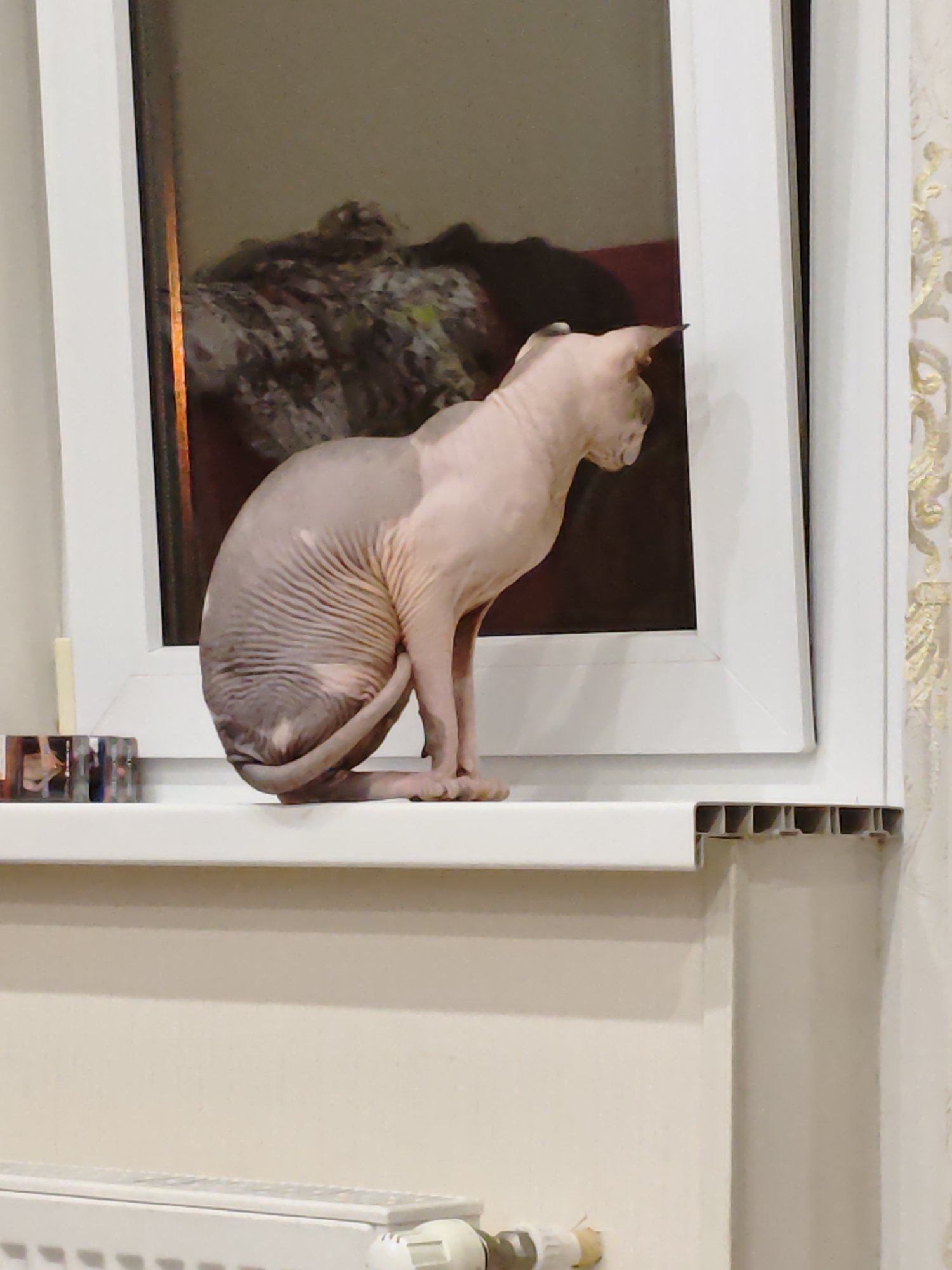 A hairless cat sits on a white windowsill. The cat is facing away from the viewer and looking out the window. The wall is painted light beige and there is a radiator below the windowsill. The location may be in Gelendzhik, Russia.
