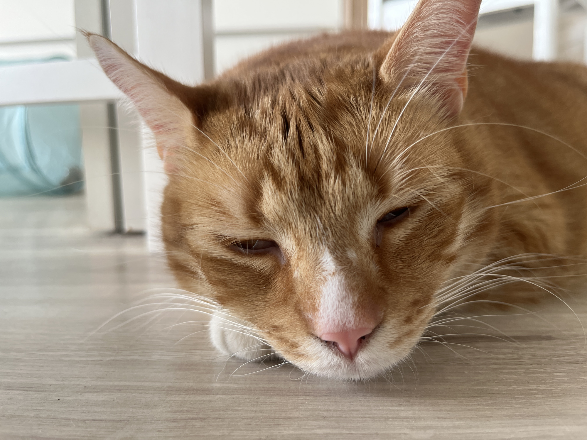 An orange tabby cat with white markings on its face and paws is lying down on a light-colored wooden floor. The cat's eyes are partially closed, suggesting it is sleepy or resting. Its pink nose is prominent in the foreground. The background is out of focus, showing hints of white furniture and a blurred blue object. The image does not provide any information about the city of Zabrze, Poland, or any context related to it.