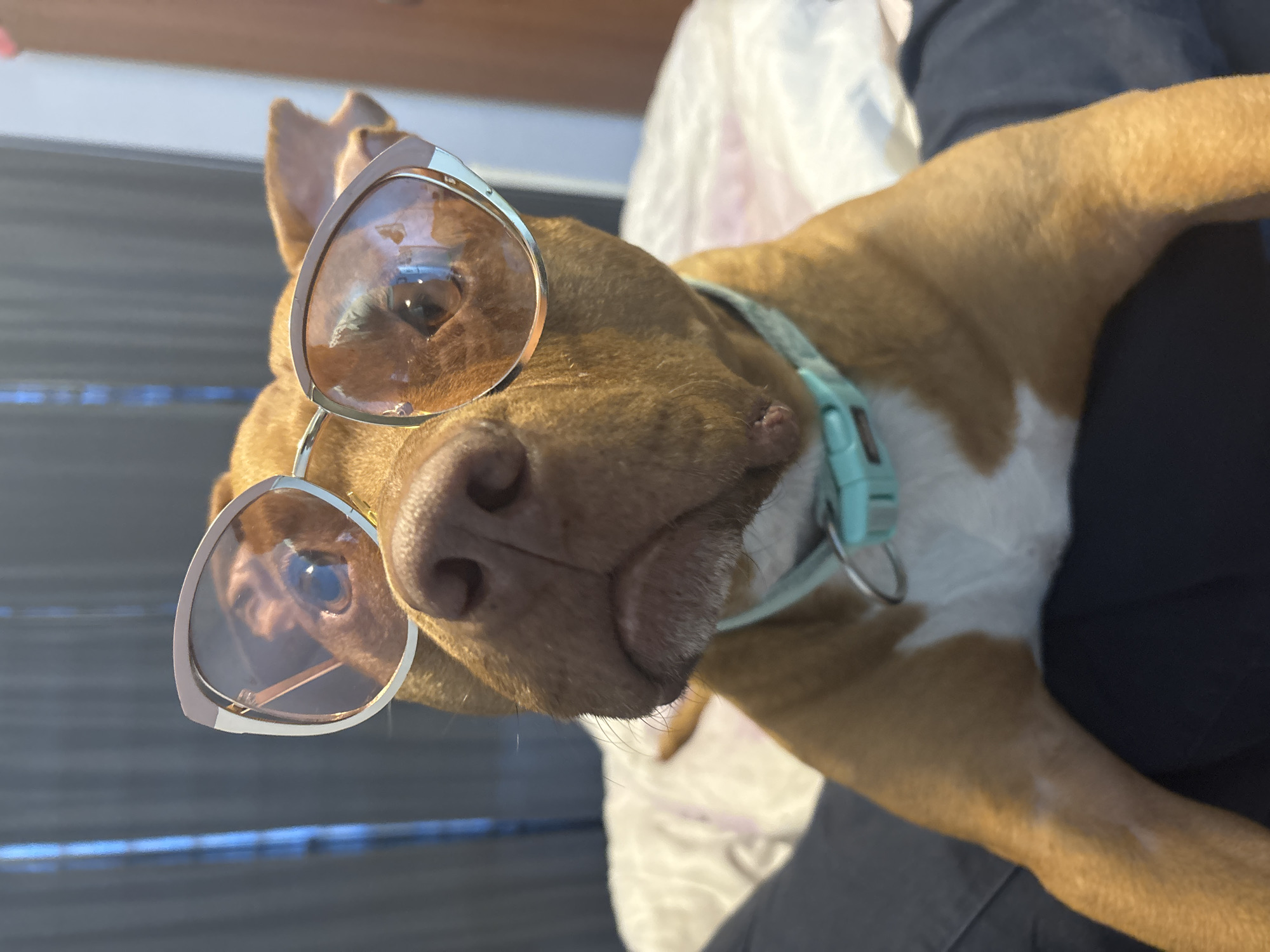 A light brown and white dog, likely a pit bull or similar breed, is prominently featured in this close-up, upward-angled shot. The dog is wearing stylish, light brown or rose gold cat-eye sunglasses with mirrored lenses, which reflect the indoor environment. Its head is tilted, and its snout and nose are visible, along with parts of its eyes behind the lenses. The dog has a light blue collar with a plastic buckle and a silver D-ring around its neck.
The dog appears to be resting on or being held by a person, whose dark blue-clad legs/lap are visible in the lower right and center. A crinkled white fabric, possibly a blanket or sheet, is also partially visible on the right. The background is blurred, showing horizontal lines that might be blinds or a window frame, suggesting an indoor setting during daytime with natural light. The overall mood is playful and humorous, stemming from the dog's unexpected attire. There is no visible text in the image. The context provided indicates the location is Sofia, Bulgaria.