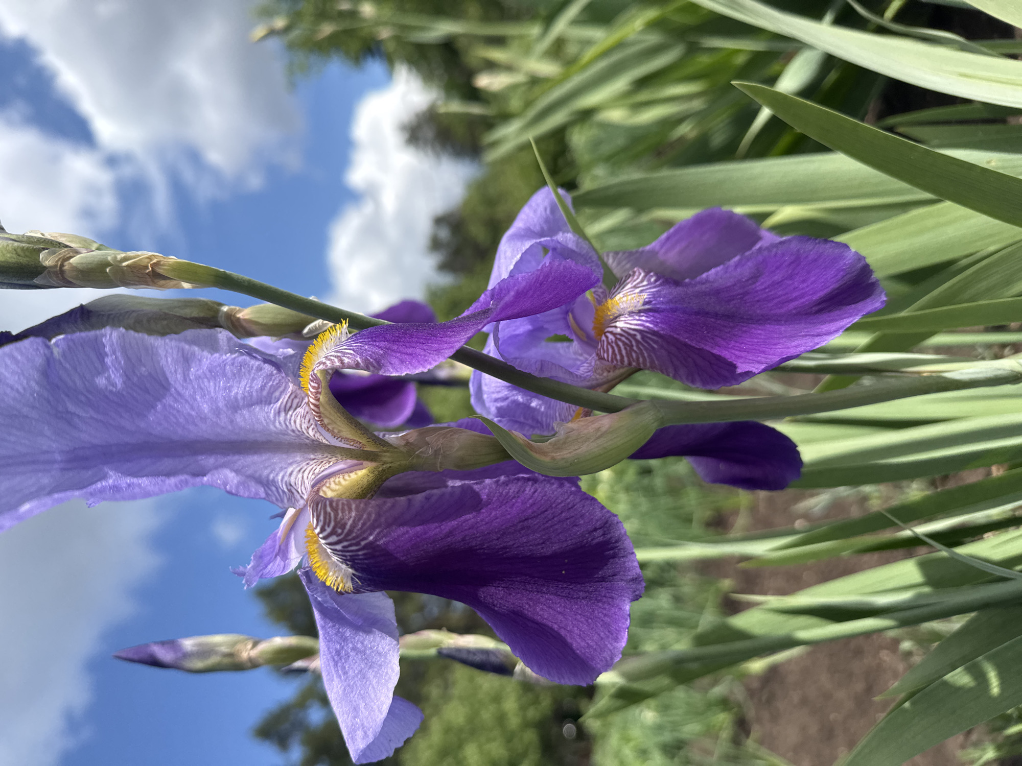 A close-up, angled shot shows purple irises in bloom. The background includes a blue sky with white clouds and green foliage. The location, Chaikovsky, Russia, cannot be confirmed from the image.