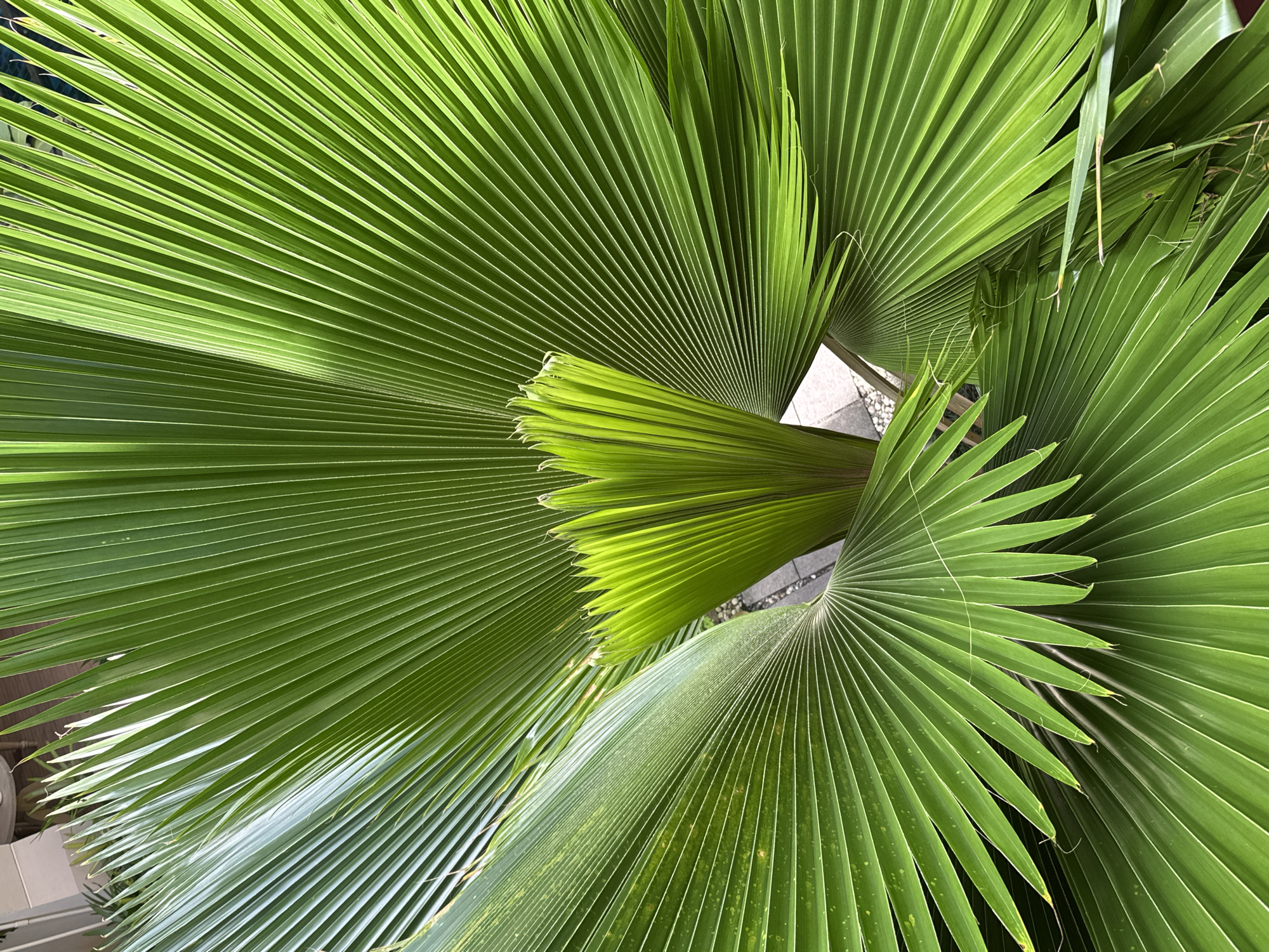 A close-up, high-angle shot showcases the vibrant green, fan-shaped leaves of a palm tree. The fronds, with their prominent parallel veins, fan out from a central point, some fully open and broad, others still unfurling in a tighter cluster. Sunlight filters through the leaves, highlighting their texture and creating subtle variations in shade. In the background, blurred elements suggest an outdoor setting with hints of light-colored structures and paving stones, possibly a garden or patio area in Karon, Thailand. No people or animals are visible in the frame.