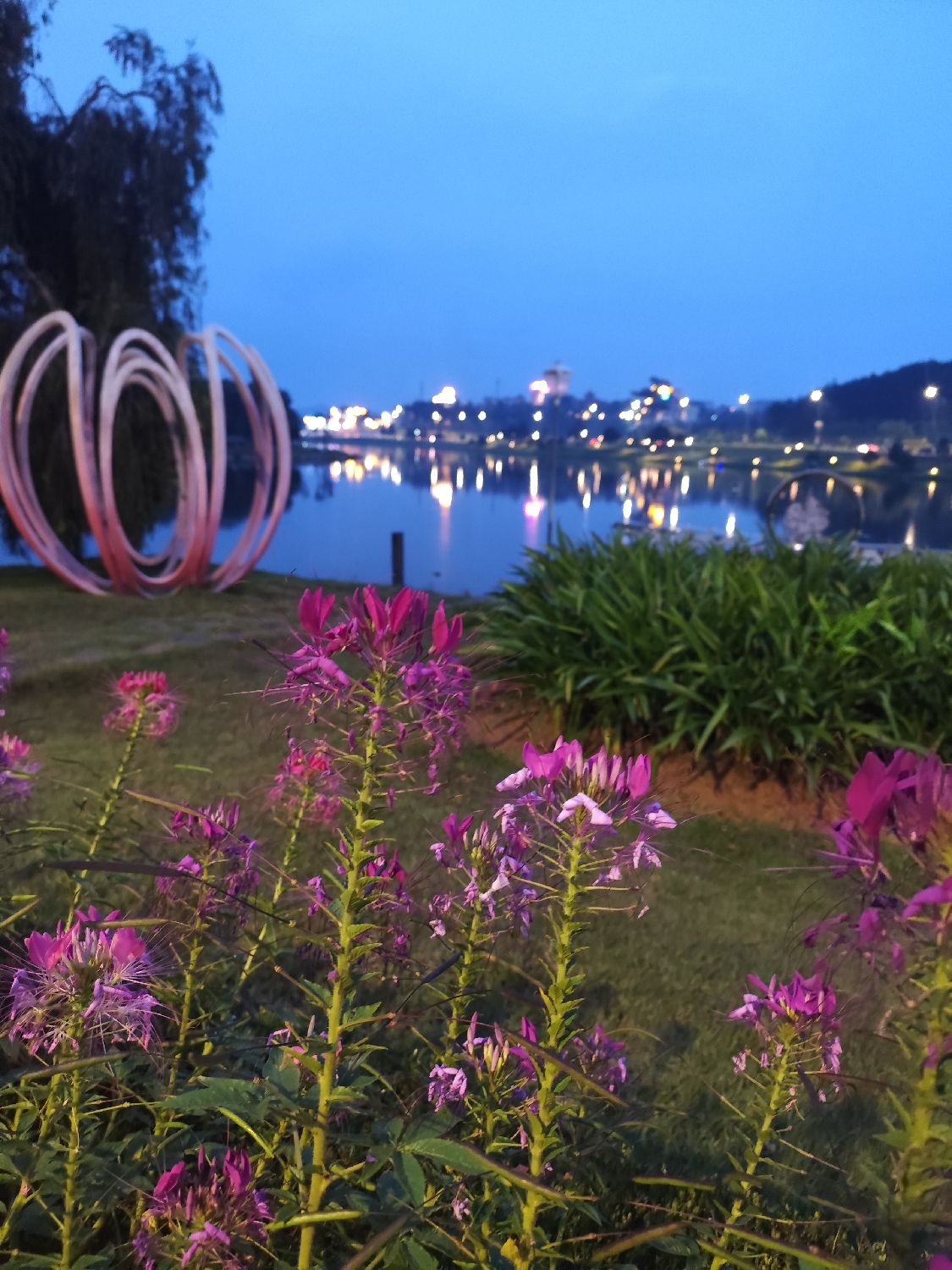 This evocative image captures an enchanting evening or night scene by a lake in Da Lat, Vietnam, showcasing a harmonious blend of natural beauty and urban luminescence.
In the immediate foreground, several tall, slender plants with clusters of vibrant purple-pink flowers, resembling Cleome or 'Spider Flowers,' are in sharp focus. Their delicate petals and long, prominent stamens create a striking visual texture against the slightly darker green foliage behind them.
Beyond the foreground greenery, a calm body of water, likely a lake or large pond, dominates the mid-ground. To the left, a distinctive modern sculpture stands on the grassy bank. It is composed of several concentric, spiraling rings, appearing white or light pink, positioned next to a dark, silhouetted tree.
The background reveals the opposite shore of the lake, where a city skyline glows with numerous artificial lights from buildings and streetlamps. These lights create brilliant, shimmering reflections on the water's surface. A bridge structure with its own illumination is also visible across the water. The sky above is a deep, tranquil blue, characteristic of twilight or early night, adding to the serene atmosphere.
The time of day is clearly evening or night. No people or visible text are present in the image. The scene suggests a peaceful, beautiful location, likely a park or garden, offering a picturesque view of the illuminated city across the water. The overall impression is one of serene beauty and quiet contemplation.