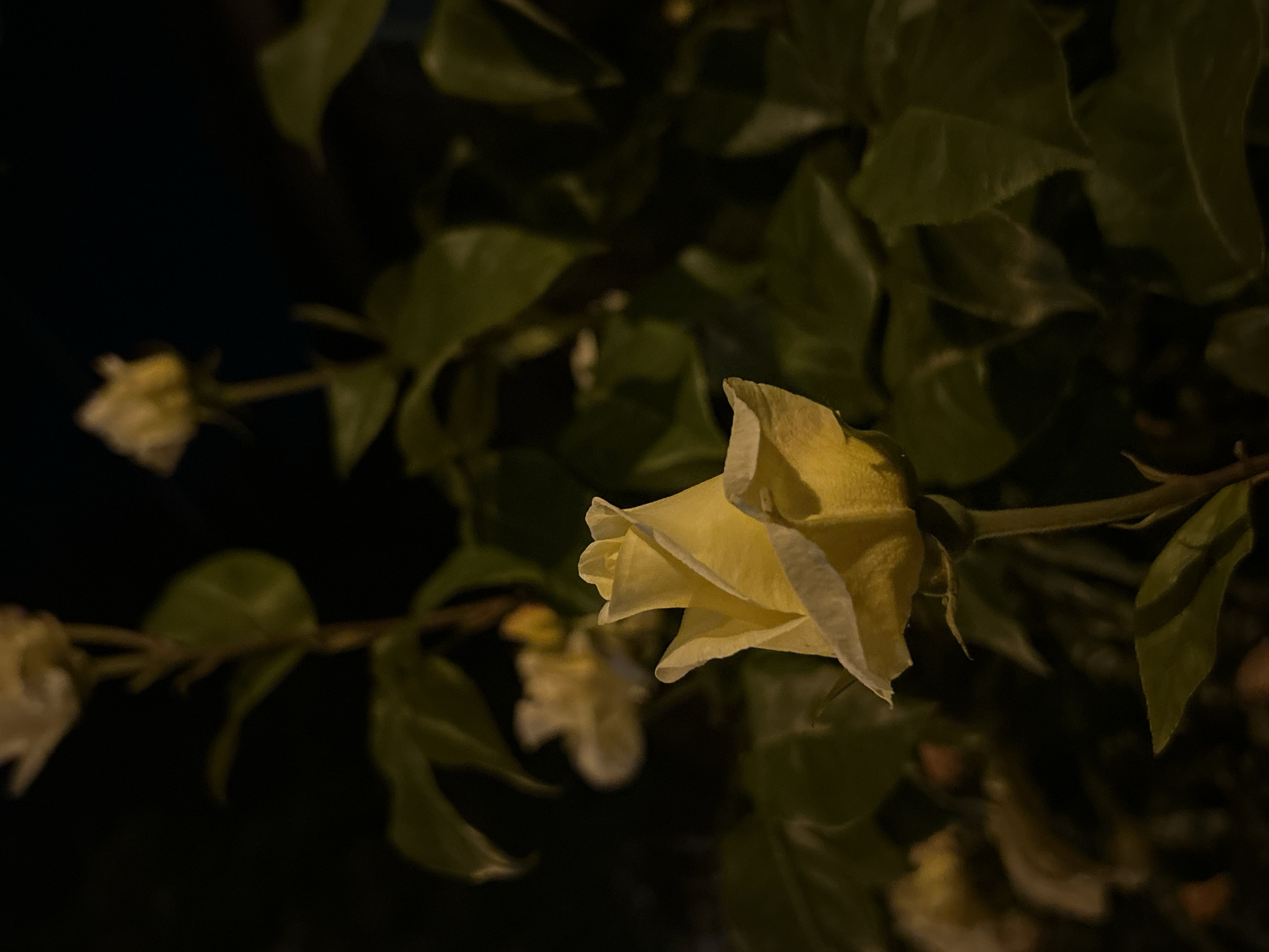 A close-up photograph, likely taken at night in Mirovyane, Bulgaria, shows a partially open, pale yellow rose bloom on a branch with green leaves. The background is dark, suggesting nighttime or a dimly lit area. Other blurred rosebuds are visible in the distance along the branch. The main rose is the focal point, showcasing its curled petals. The image lacks any human presence and solely focuses on the botanical subject matter.