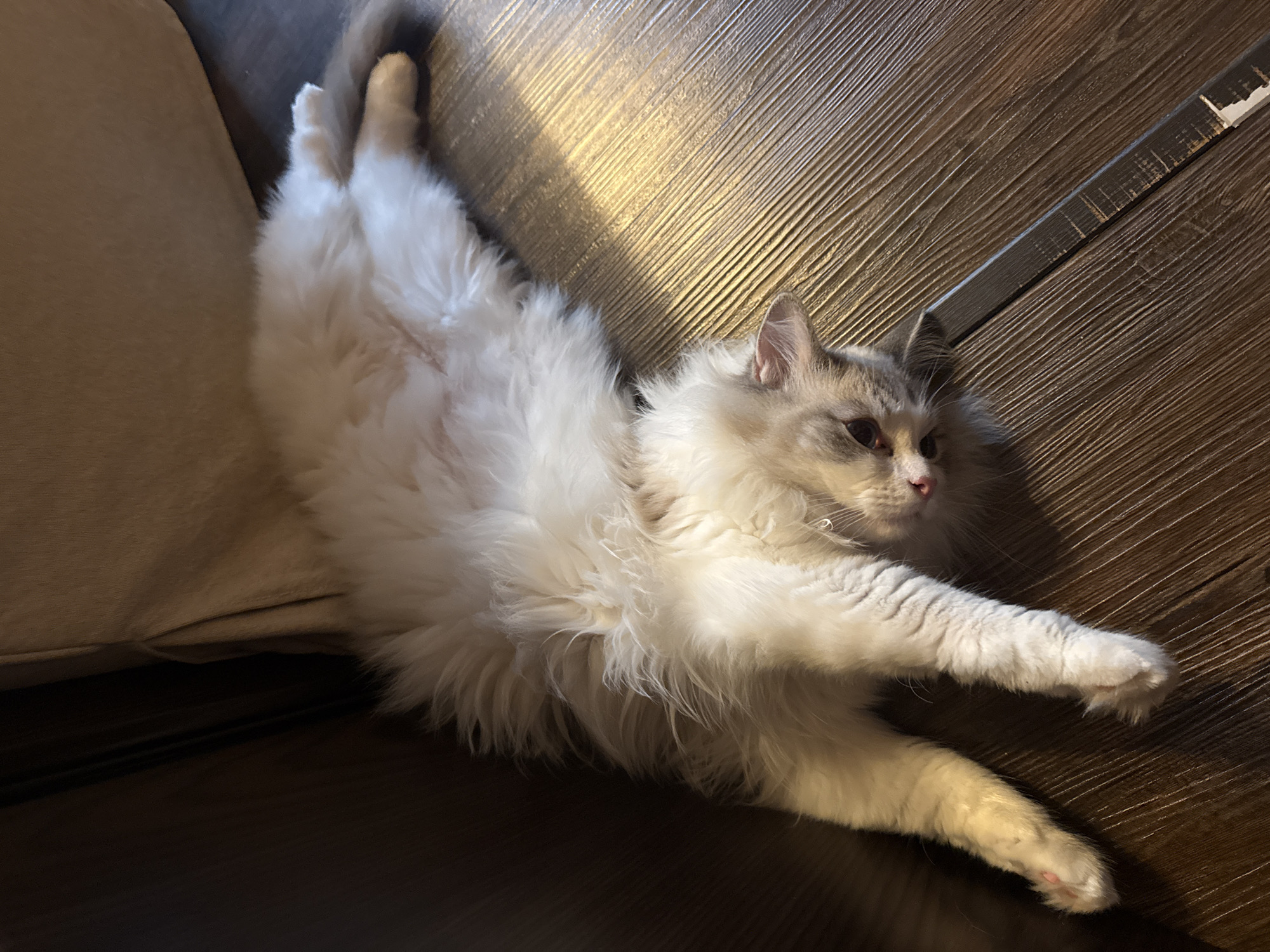 A fluffy, light-colored cat is lying on its back on a dark wooden floor. The cat's body is elongated, and its paws are spread out. Its head is turned to the side, with its eyes partially closed. A sliver of a tan-colored couch or chair is visible in the upper left corner of the image. The lighting suggests the photo was taken indoors, possibly in a dimly lit room with a light source casting shadows and highlights on the floor and cat.
