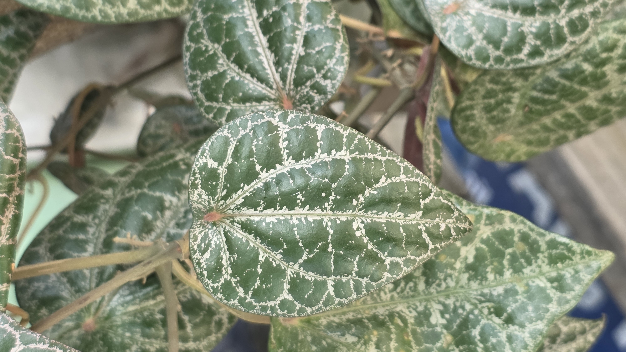 Close-up of a plant with dark green, heart-shaped leaves with white venation. The plant is in an indoor or partially shaded outdoor location. The background is blurred and suggests a residential setting. There is no information to indicate that this photo was taken in Lhokseumawe, Indonesia.