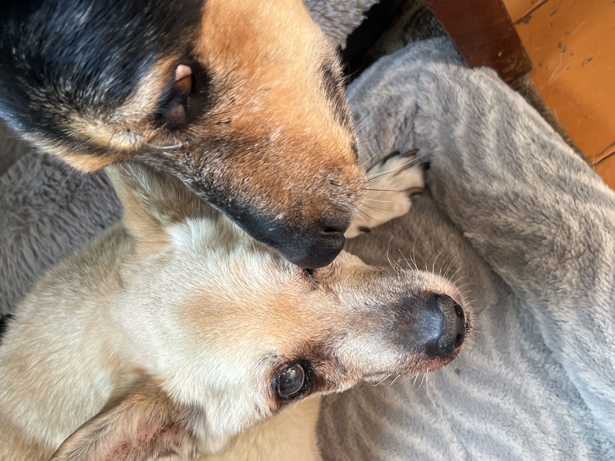 Two dogs are captured in a close-up shot, with their faces dominating the frame. The dog on the left has light tan fur, a visible eye with a slight sheen, and a wet nose. The dog on the right has black and tan fur and is positioned to the right of the first dog, with its nose touching the other's face. Both dogs are resting on a fluffy gray surface, which appears to be a pet bed or blanket. The background is softly blurred, suggesting an indoor setting. There is no visible indication of the city of Nizhny Tagil, Russia, in the image.
