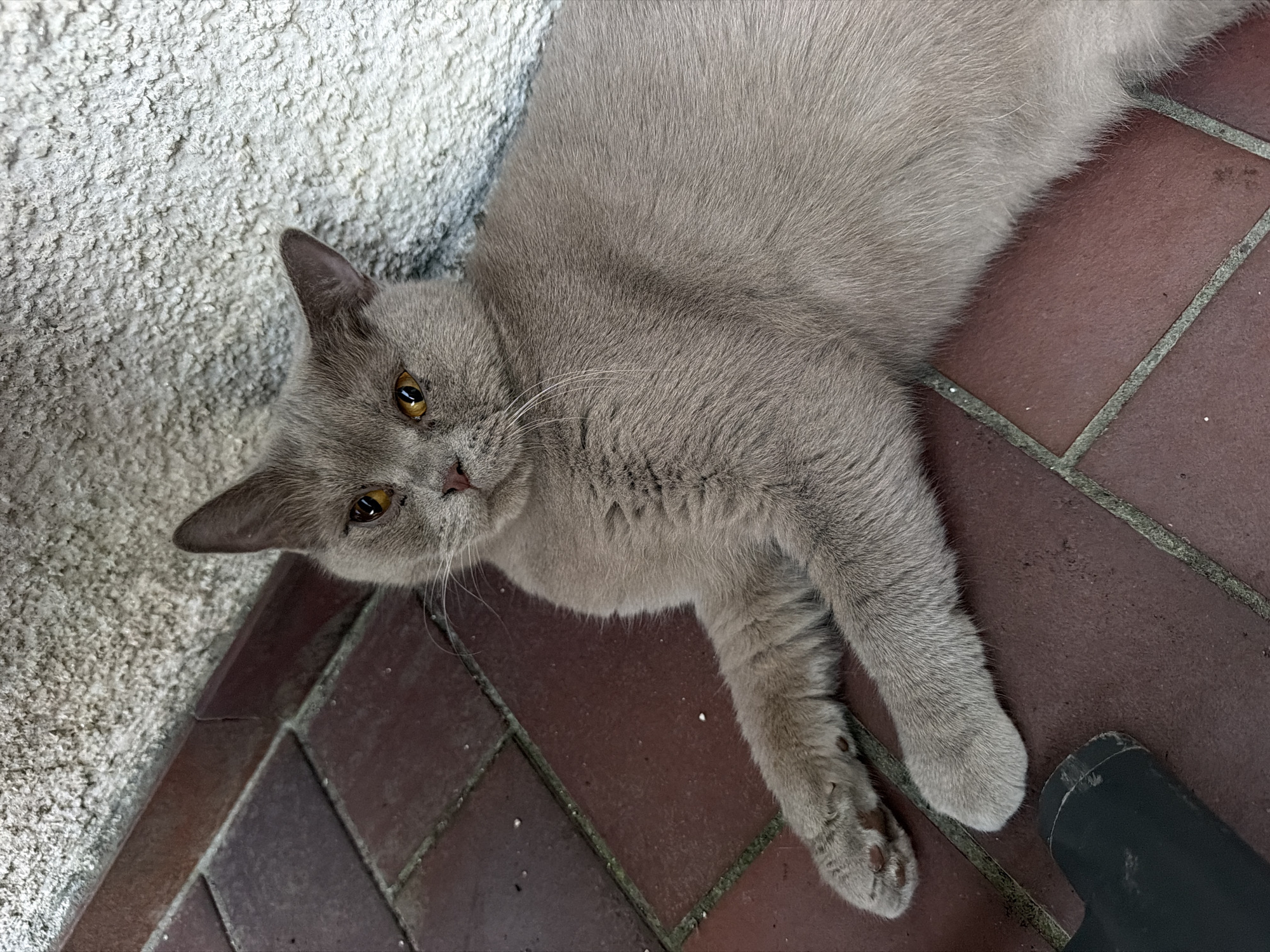 A medium shot captures a British Shorthair cat with a grey coat and amber eyes lying on a tiled floor next to a textured wall. The cat is positioned in the foreground, its body stretched out. The floor consists of rectangular reddish-brown tiles, some of which show signs of wear and weathering. The wall behind the cat is white and has a rough, uneven texture. A black object, possibly a piece of furniture or equipment, is partially visible in the lower left corner of the frame. The image appears to have been taken outdoors, likely in a courtyard or patio area in Creußen, Germany, given the common use of such tiling and wall finishes in outdoor spaces in the region.