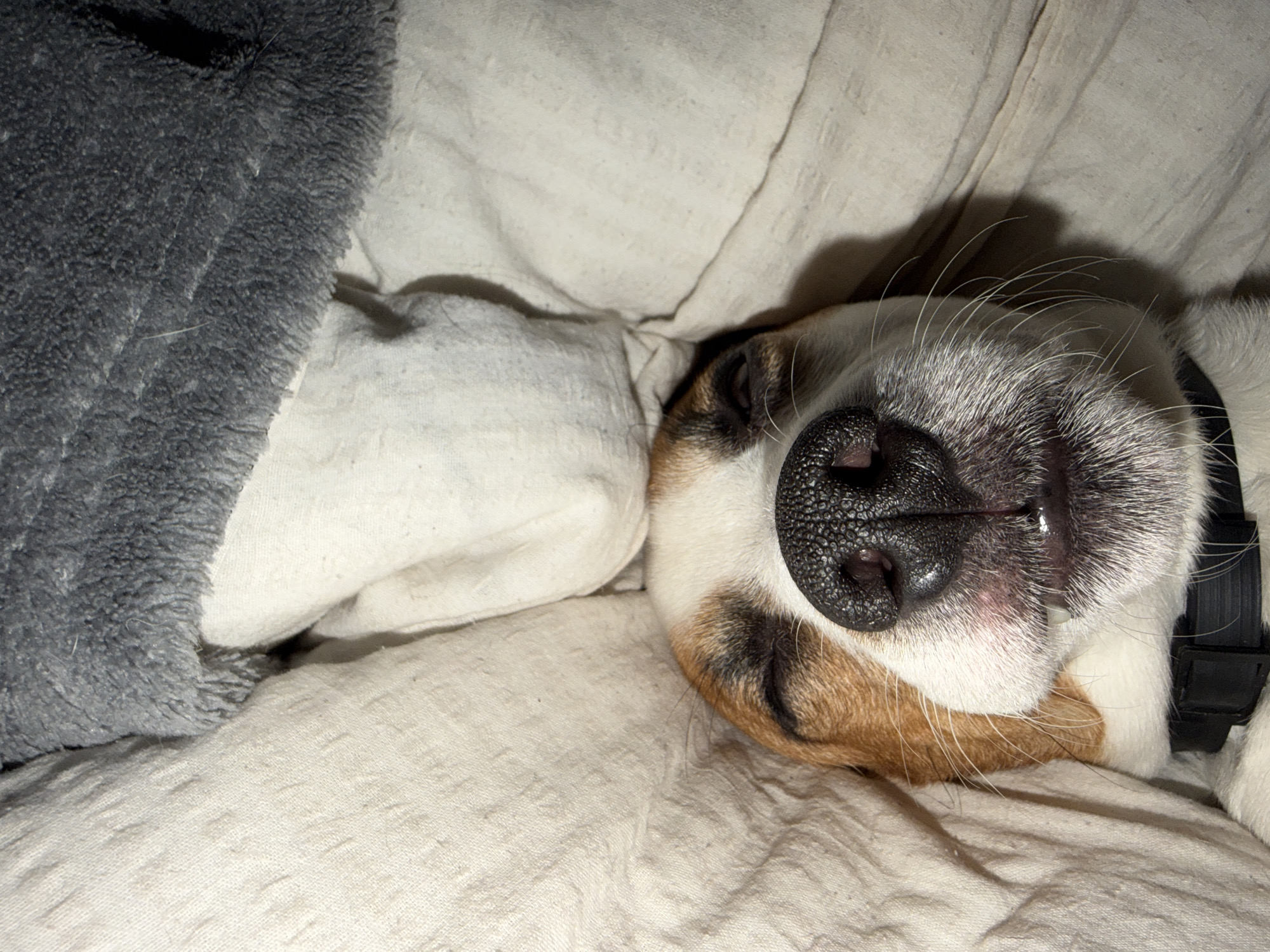 A close-up, high-angle shot depicts the inverted head of a tri-color domestic dog, consistent with a Beagle breed, sleeping amidst bedding. The animal's eyes are closed, and its mouth is slightly ajar, revealing lower incisors. Its fur displays white, brown, and black markings, with a prominent black snout. A black collar with a visible plastic buckle is secured around its neck. The dog is enveloped by light-colored, textured fabric, identified as bedding, with a section of dark grey, fuzzy material partially obscuring the upper portion of the frame. The scene is indoors, located in Sofia, Bulgaria.