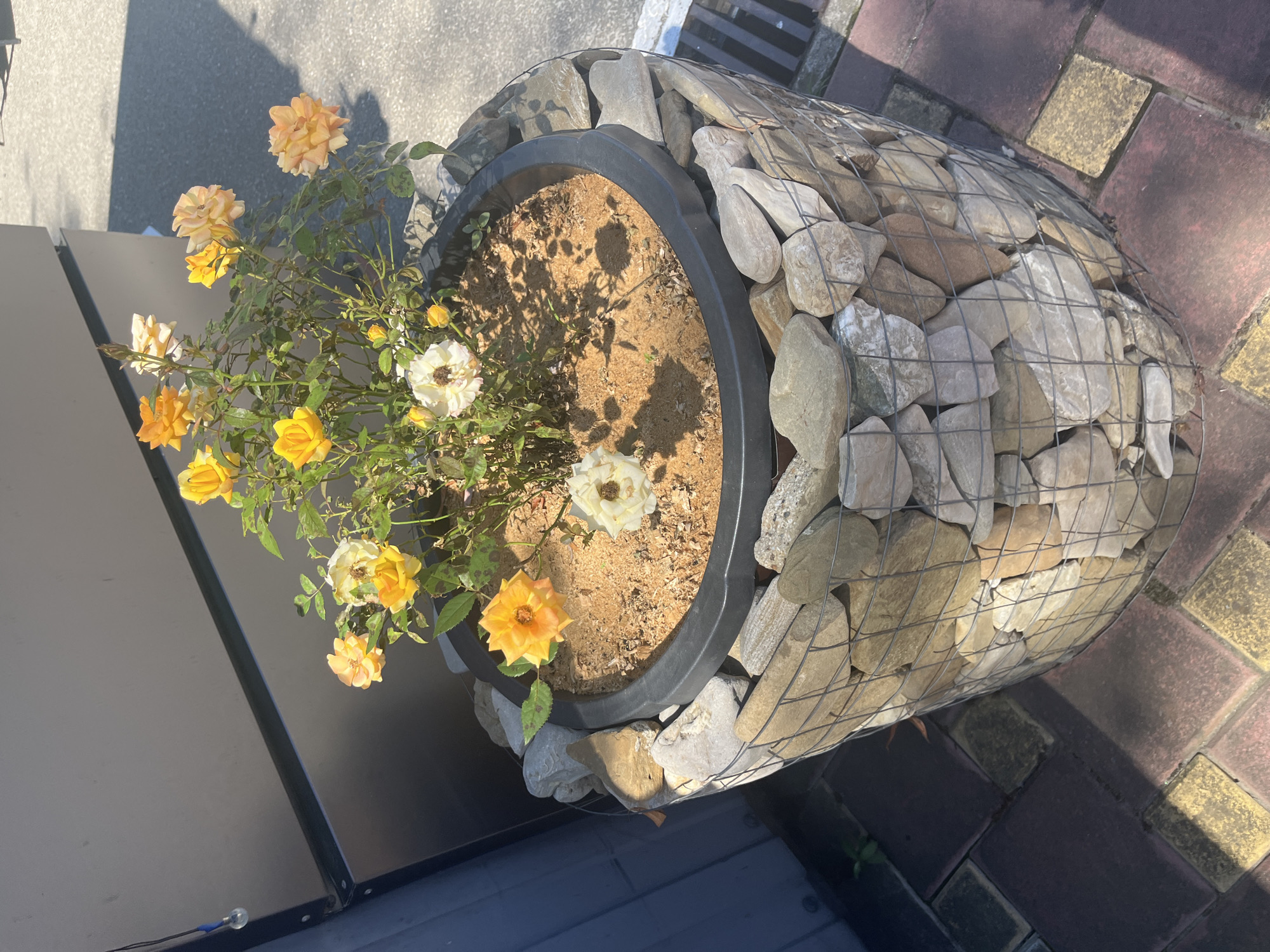 A close-up, outdoor shot captures a decorative planter filled with a rose bush in Dzhubga, Russia. The planter itself is cylindrical, featuring a dark plastic inner pot overflowing with soil and blooming roses. The roses are a mix of yellow and peach hues, with some white blooms also present. The outer layer of the planter is a wire cage filled with various-sized stones, creating a rustic, textured effect. The planter is situated on a paved area composed of interlocking square tiles in shades of red and yellow, with a dark gray wall in the background. Sunlight casts shadows across the scene, indicating it is daytime. The overall impression is one of a well-maintained outdoor space, likely a garden or patio area.