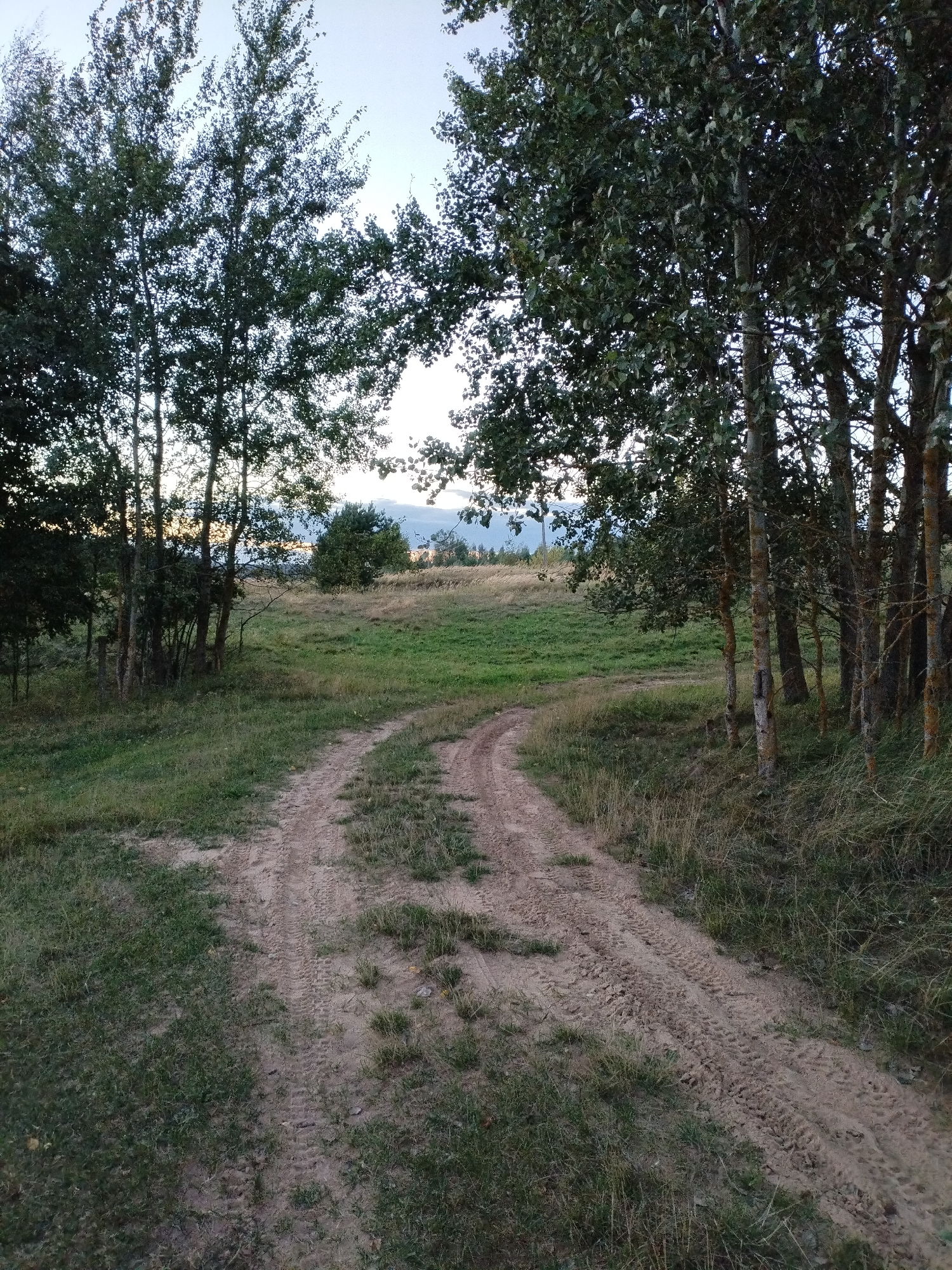 This image depicts an unpaved dirt road curving through a grassy field bordered by trees. The road shows distinct tire tracks, indicating recent vehicular passage. The environment is rural, with a mix of green grass and dry, golden vegetation. In the background, there are rolling hills and a faint sky with some clouds. The overall impression is a serene, natural landscape. The location is identified as Bialynichy, Belarus. There are no people or animals visible in the scene. The time of day appears to be late afternoon or early evening, given the soft lighting and the angle of the sun.