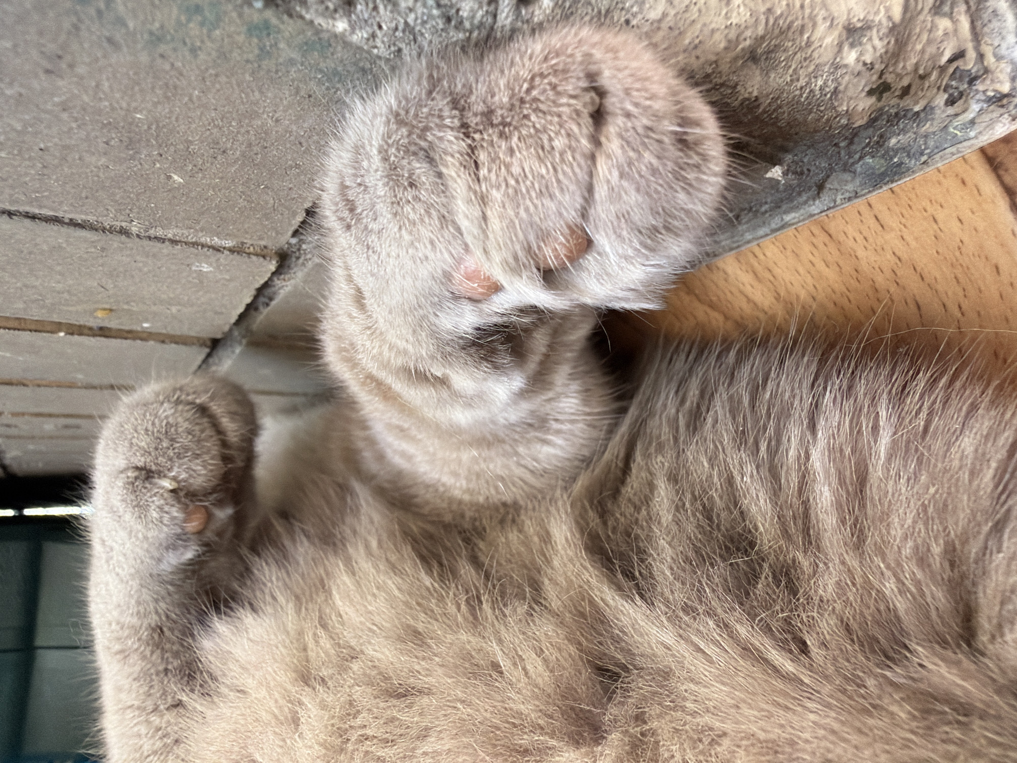 A close-up, high-angle shot shows the fluffy, light brown fur and paws of a cat lying on its back. The cat's right paw is visible in the foreground, showing its pink toe beans. To the right of the paw, a textured, greyish-brown brick wall is visible, with some lighter colored grout lines. Below the cat and to the left of the paw, a light brown wooden surface with faint grain lines is seen. The background is blurred, with hints of dark vertical shapes and a lighter colored wall or structure. The lighting appears to be natural and bright, casting soft shadows. The scene is indoors or in a sheltered outdoor area, possibly a patio or garage.