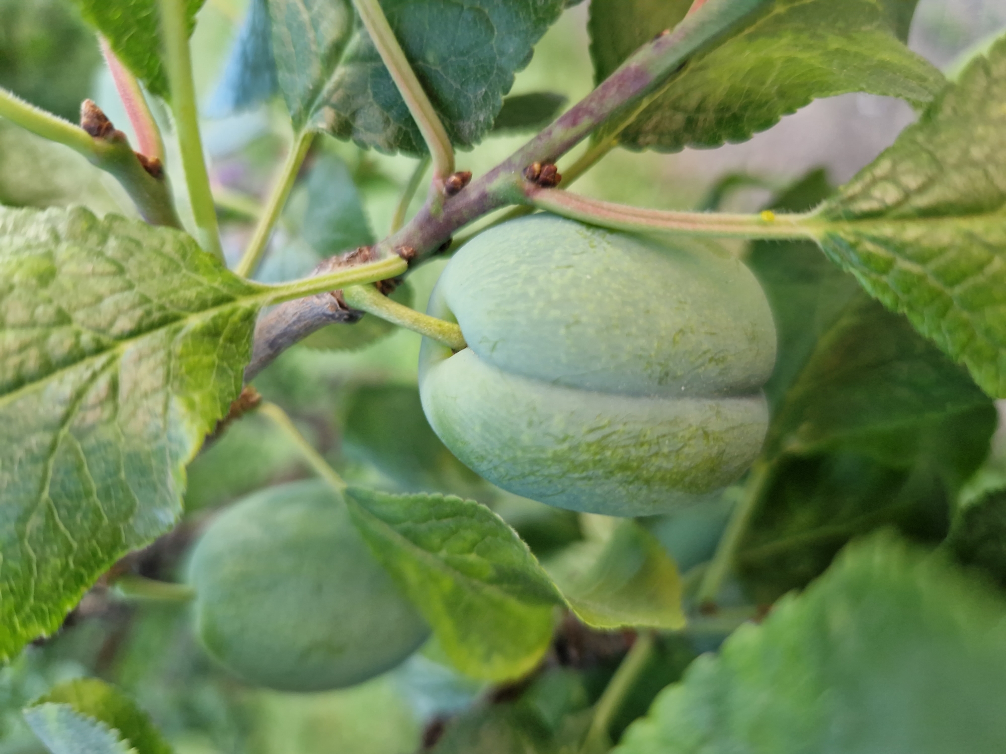 The image shows a close-up of unripe green plums on a tree branch, surrounded by green leaves. The plums are oval-shaped with a prominent vertical seam. The branch is thin and woody, with some small buds visible. The background is blurred, suggesting an outdoor setting with soft lighting. The overall impression is one of nature and growth. The location is not specified, but the context implies an urban or suburban environment, given it is a city.
