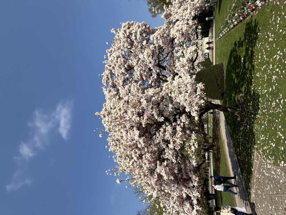 The image captures a vibrant spring scene within the Parc de l'Orangerie in Strasbourg, France. A large, mature magnolia tree, fully laden with light pink and white blossoms, dominates the central and upper-mid portions of the frame. Its branches extend widely, casting distinct shadows onto the bright green grass beneath. Numerous white and light pink petals are scattered across the grass and a light-colored paved pathway in the foreground. Above the tree canopy, the sky is clear and blue, with two small, wispy white clouds visible.
On a paved pathway in the mid-ground left, two individuals are seen walking. One wears a dark blue jacket and dark pants, while the other wears a light grey hooded sweatshirt and dark pants; they appear to be walking together. Further in the background, to the right, a small group of 2-3 people stands near a light-colored, possibly monumental, structure, partially obscured by manicured green hedges. A long, narrow flower bed displaying various colored blooms, including red, white, and purple, runs parallel to a pathway on the right side of the image. The scene is illuminated by bright daylight.