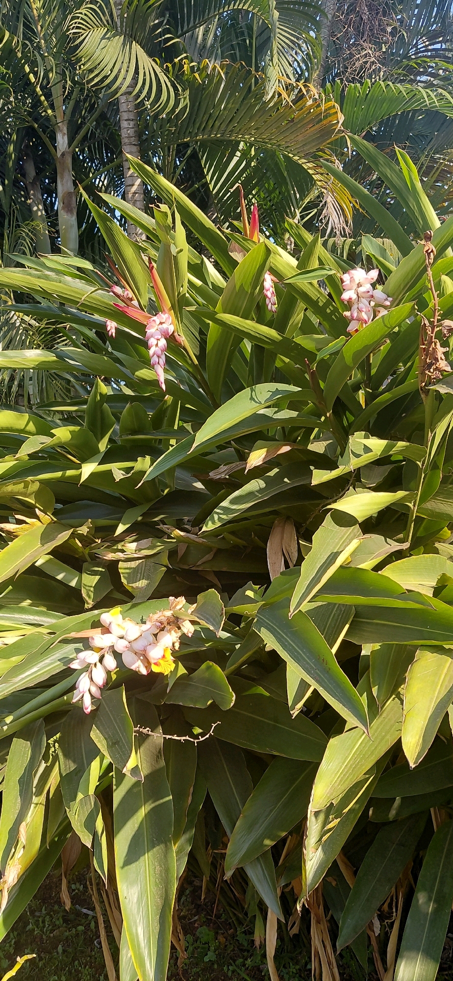 The image shows a dense cluster of lush green foliage with tropical plants, specifically focusing on the leaves and several blooming flowers. The flowers are delicate and clustered, with pinkish-white petals and some yellow accents. They hang from the stems, resembling small pendulums. Behind the flowering plants, the fronds of palm trees are visible, suggesting a tropical or subtropical environment. The lighting indicates it is daytime, with sunlight casting shadows on the leaves and flowers. The location is identified as Presidente Franco, Paraguay, which is consistent with the presence of such tropical vegetation.