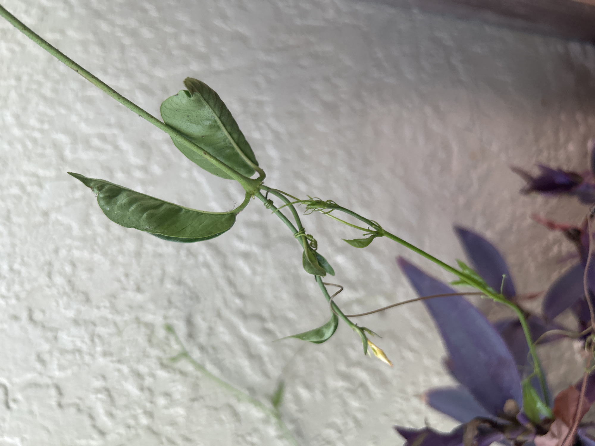 A close-up, medium shot captures a pale green vine with small leaves and a single yellow bud. The vine is intertwined with a thin wire, and a thin stem extends upward to the right. In the lower left corner, the blurred foliage of a deep purple plant is visible. The background is a textured, light-colored wall, possibly concrete or stucco. The lighting suggests an outdoor setting, likely during the daytime, with the focus on the delicate vine. The image is taken from a slightly elevated perspective, looking down at the plant. No people or specific landmarks are identifiable, making the location in Cape Coral, United States of America, a contextual detail rather than an observed element within the frame itself.