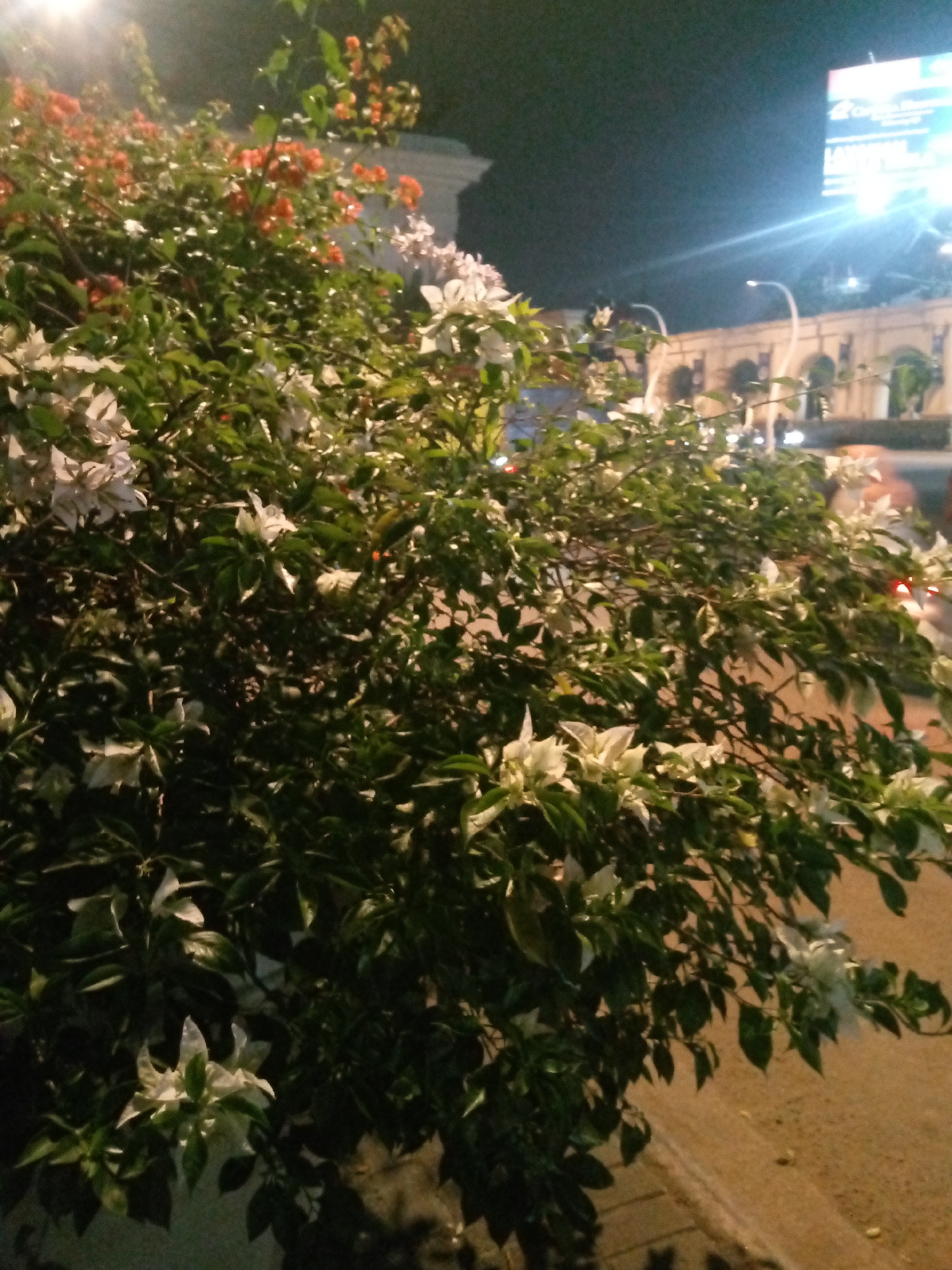 This image captures a nighttime scene of flowering bougainvillea bushes with white and orange blooms, situated along a paved walkway. In the background, a building with arched windows is illuminated by streetlights, and a bright, large digital billboard is visible above it. The scene appears to be on a street in Bitung Jaya, Indonesia, suggested by the building's architectural style and the presence of a large billboard. The lighting suggests it is after sunset.