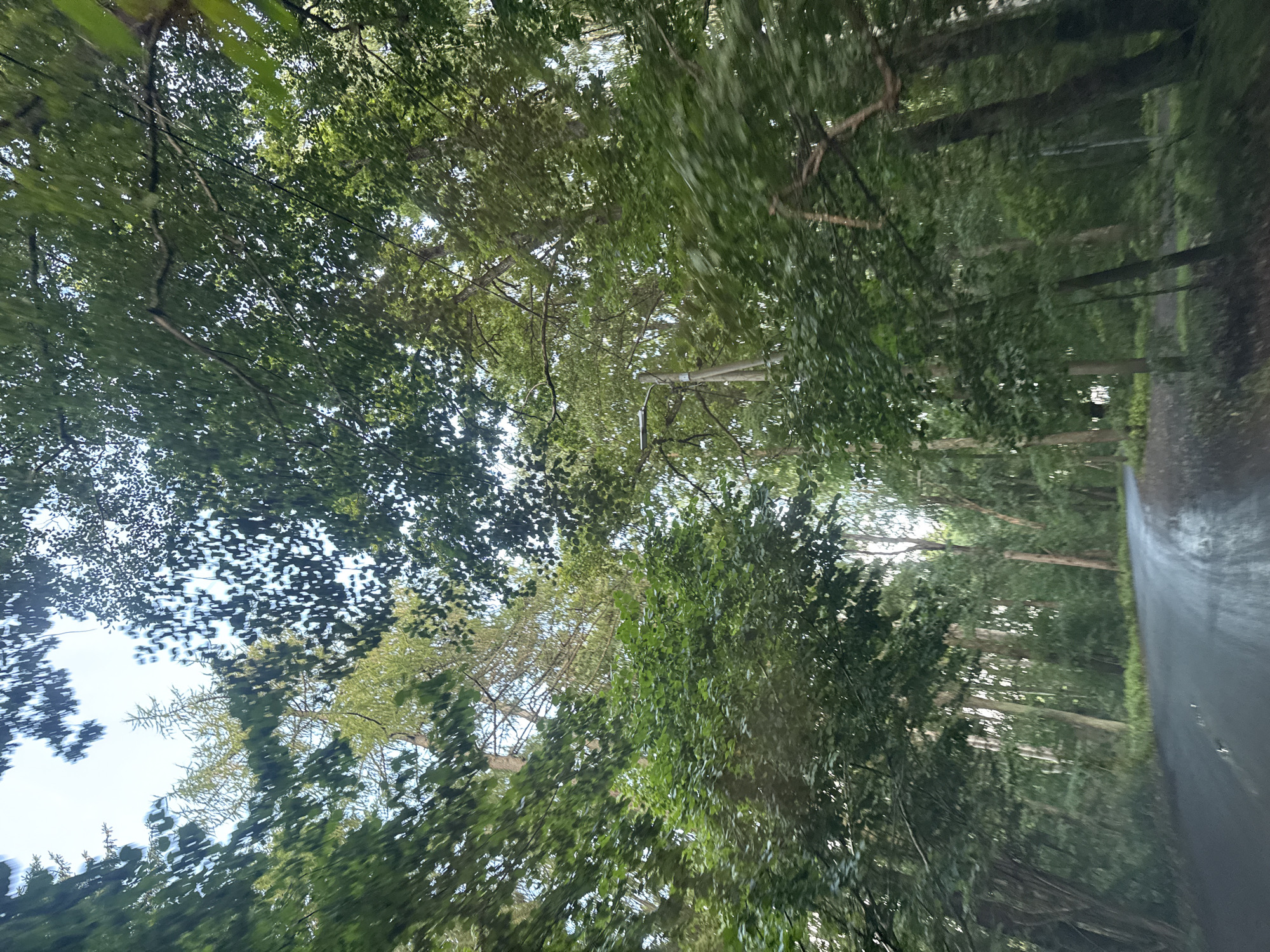 The image captures a road winding through a dense forest with tall trees. The leaves of the trees are lush and green, and the sky is visible through the canopy. The road appears to be wet, suggesting recent rain or dew. There are no people or animals visible in the image. The overall impression is one of a natural, serene environment. The location is in the city of Tallinn, Estonia.