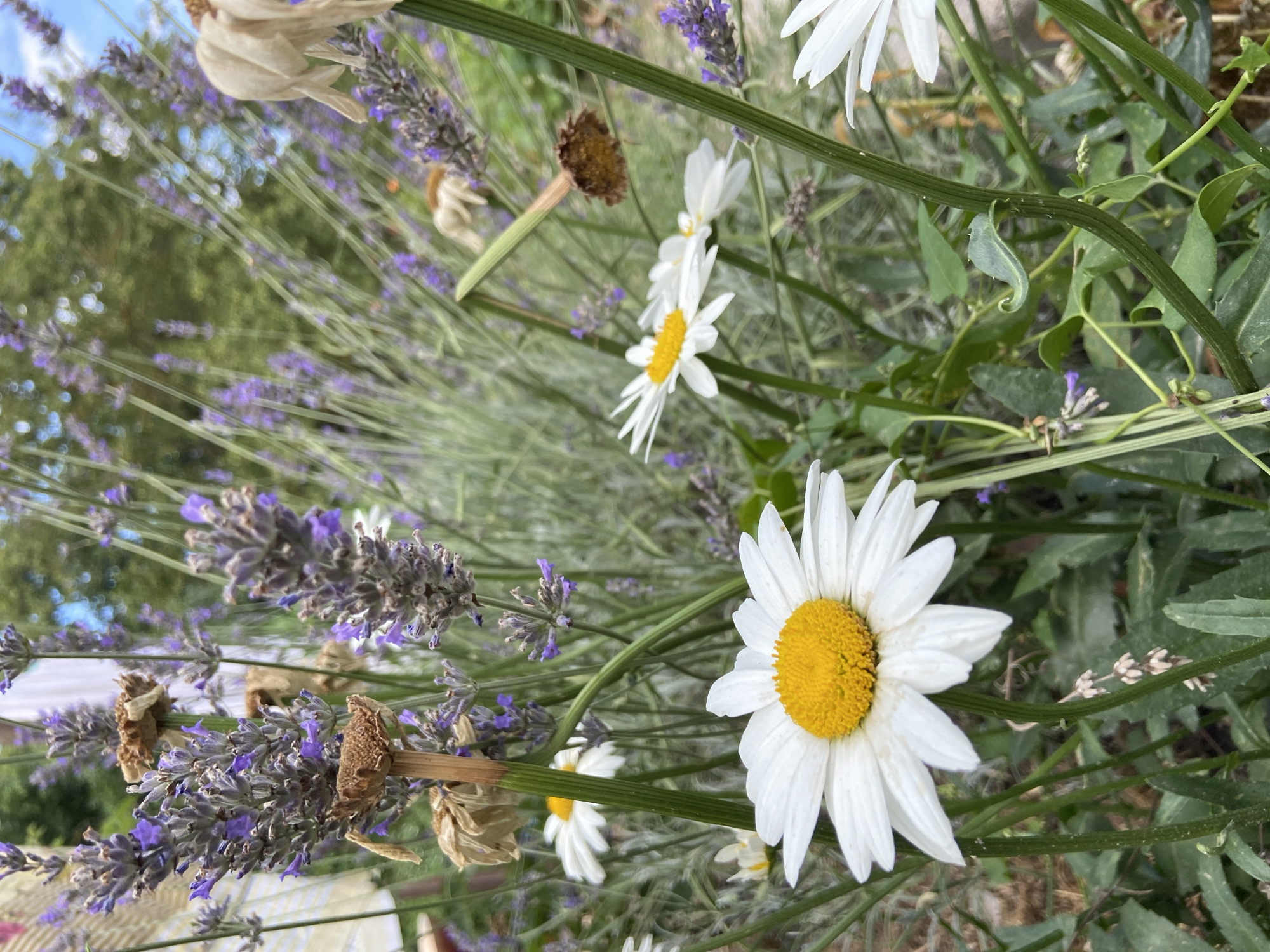 The image is a close-up, low-angle outdoor shot of a garden with daisies and lavender. The foreground features a prominent white daisy with a yellow center, with its stem curving slightly. Several other daisies are visible throughout the frame, some in focus and some blurred. Sprigs of purple lavender are interspersed with the daisies, with some dried lavender also present. The background is a blur of green foliage and a bright blue sky with scattered clouds. There are no people or animals in the image. The scene depicts a natural garden setting.