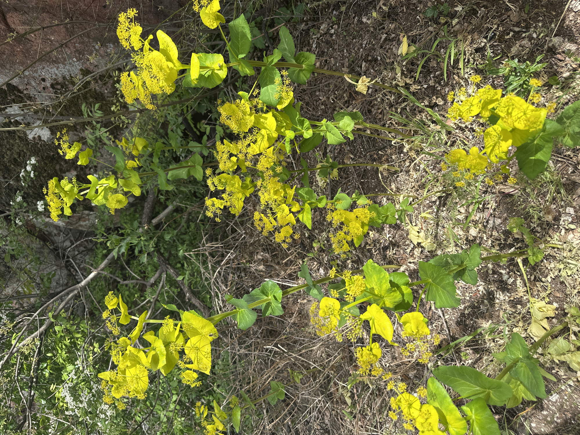 The image shows a patch of yellow-flowering plants growing on the ground. The plants have green leaves and clusters of small yellow flowers. The ground around the plants is covered in dry leaves, twigs, and soil. A rock is visible in the upper left corner. The location is inferred to be in the vicinity of Belogradchik, Bulgaria, based on the presence of such plants in the area.