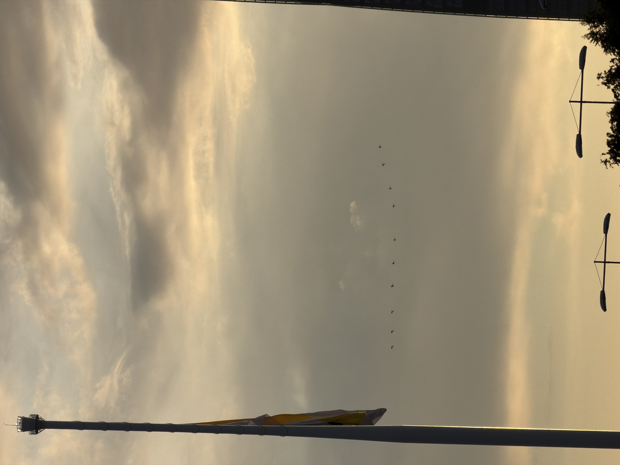 The image displays an expansive sky scene, likely captured at either sunrise or sunset in Saint Petersburg, Russia. The sky dominates the frame, characterized by soft golden-yellow and warm grey tones. Diffused, wispy clouds are scattered across the sky, with some areas appearing brighter and more illuminated, suggesting the presence of the sun low on the horizon.
A flock of approximately ten to twelve small, dark birds is a prominent subject, depicted flying in a loose V-formation or an undulating line across the upper-mid section of the sky, moving from right to left.
In the foreground, on the left side of the frame, a tall, slender flagpole or observation tower extends upwards, featuring a dark base and a lighter upper structure with a yellow banner or flag visible near its pinnacle. On the right, two distinct T-shaped streetlights or lampposts are silhouetted against the muted sky, accompanied by dark, silhouetted tree branches on the far right edge. A dark, straight line along the very top edge suggests the distant outline of a building or architectural element, viewed from below. The overall impression is one of tranquility and vastness. There is no visible text in the image.