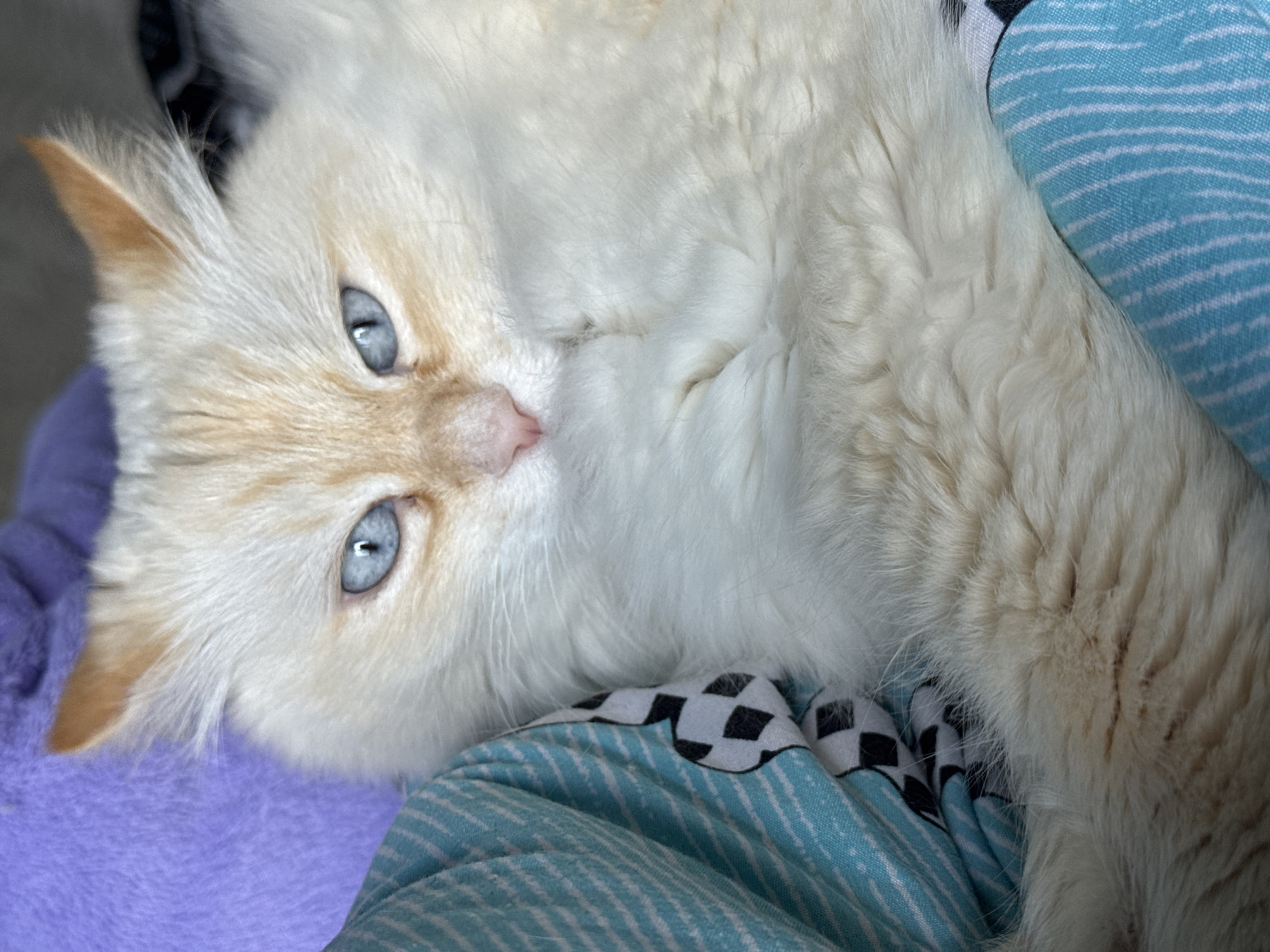 A close-up shot depicts a white cat with light tan points, including ears and face, nestled on a blue and white striped blanket. The cat has striking blue eyes. Part of a purple blanket is also visible near the cat's head. The scene is indoors. There is no information in the image to indicate that the image was taken in the city of Chaikovsky, Russia.