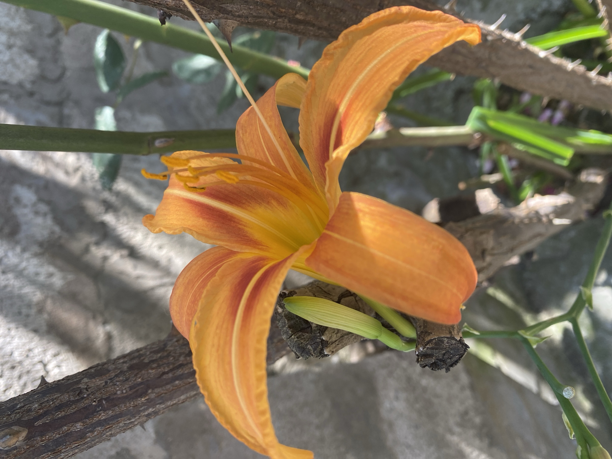 An orange daylily is in bloom, with its petals unfurling. The flower is set against a textured, greyish background, possibly a wall, with dappled sunlight creating shadows. Several thorny branches, likely from a rose bush, are visible in the foreground, partially obscuring the flower. Green stems and leaves are also present in the background. The image appears to be a close-up photograph taken outdoors. The location of Kasumkent, Russia is not discernible from the visual information present in the image.