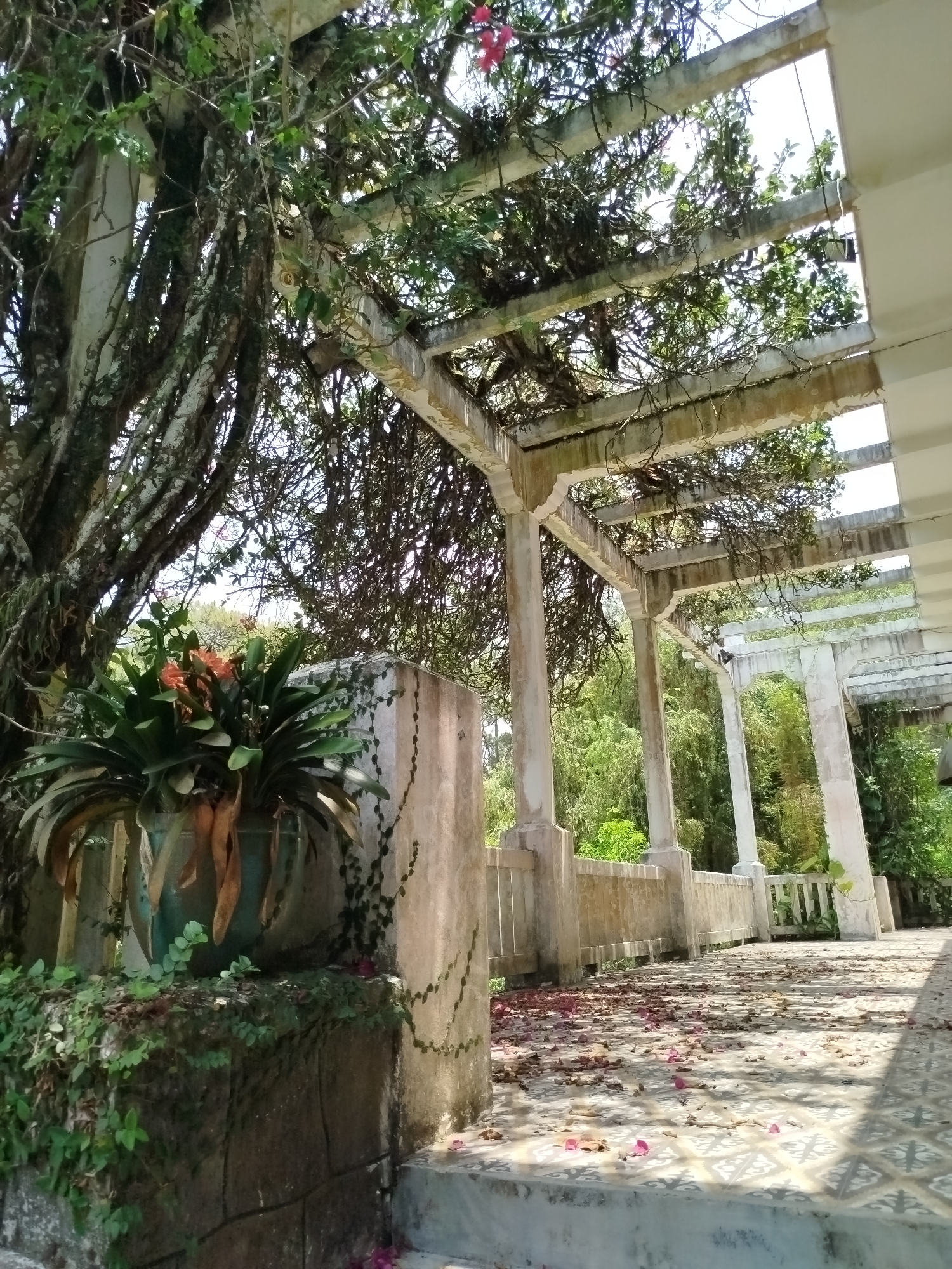 The image depicts a shaded walkway in Da Lat, Vietnam, identifiable by its colonial-era architectural style and lush vegetation. The walkway is constructed with concrete columns and beams, forming a pergola-like structure overhead, partially covered in vines and foliage. The ground is tiled and scattered with fallen leaves and flower petals. To the left, a large tree with thick, gnarled branches stands near a concrete planter containing a large bromeliad plant with green and orange foliage. A low concrete wall runs along the side of the walkway, also covered in climbing plants. The scene appears tranquil and overgrown, suggesting a historic location.