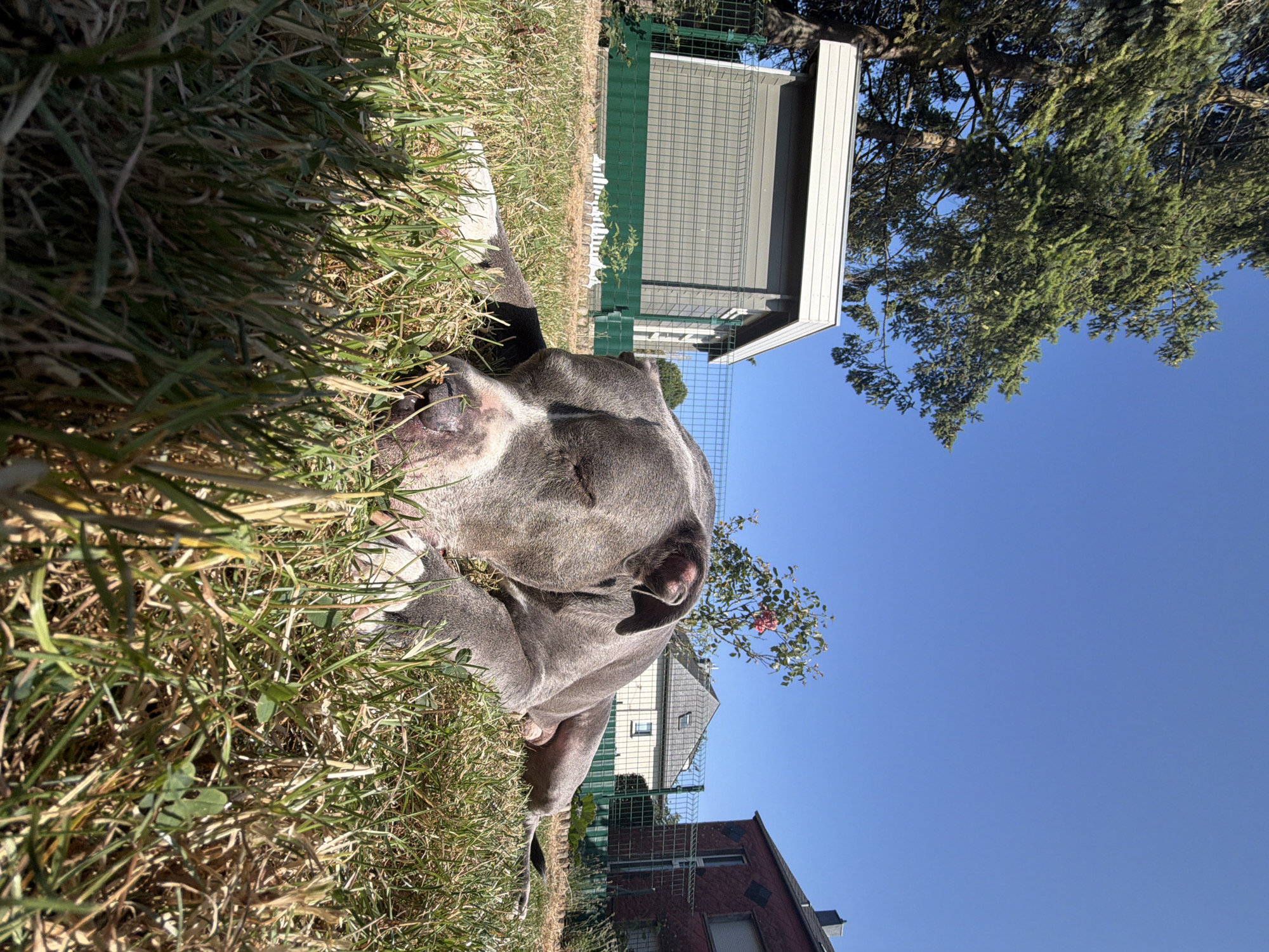 A grey and white pit bull dog is sleeping on its side in a grassy yard. The dog's eyes are closed, and its head is resting on the grass. In the background, there is a small grey shed with a white roof, a green fence, and some trees. Further in the background, there are houses and a clear blue sky. The image appears to have been taken on a sunny day. The location is likely a residential area in Esch-sur-Alzette, Luxembourg.