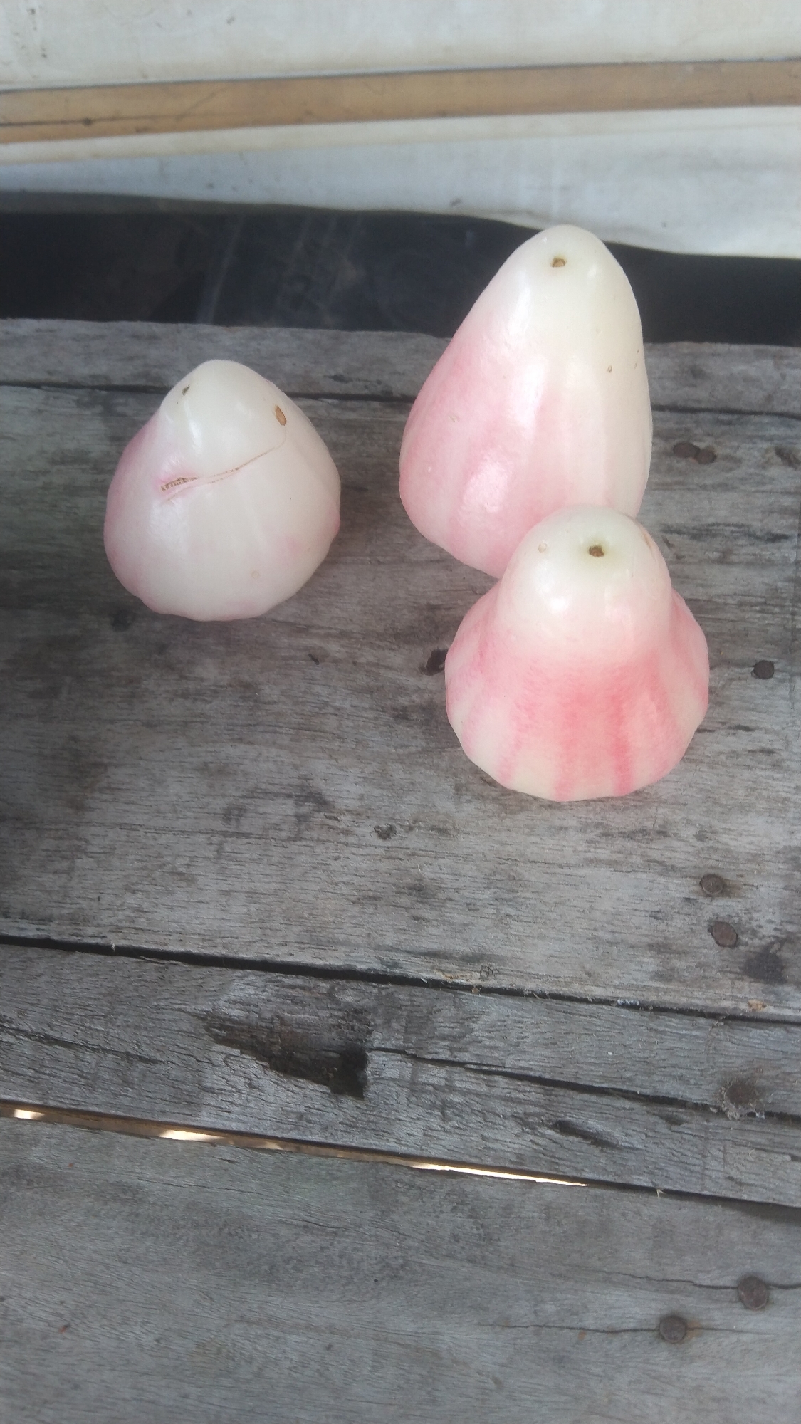 In Argomulyo, Indonesia, on a weathered wooden surface composed of parallel planks, three rose apples are arranged. The rose apples are pale pink and white, with some showing faint red stripes. Two fruits are positioned on the left, one with a slight crack near the top. A larger rose apple is situated behind them and slightly to the right. The third rose apple is in the foreground on the right, exhibiting a bell-like shape with distinct red striations. The background is out of focus, showing a light-colored horizontal element above a dark strip. The wooden surface features visible grain, nail heads, and some signs of wear and tear.