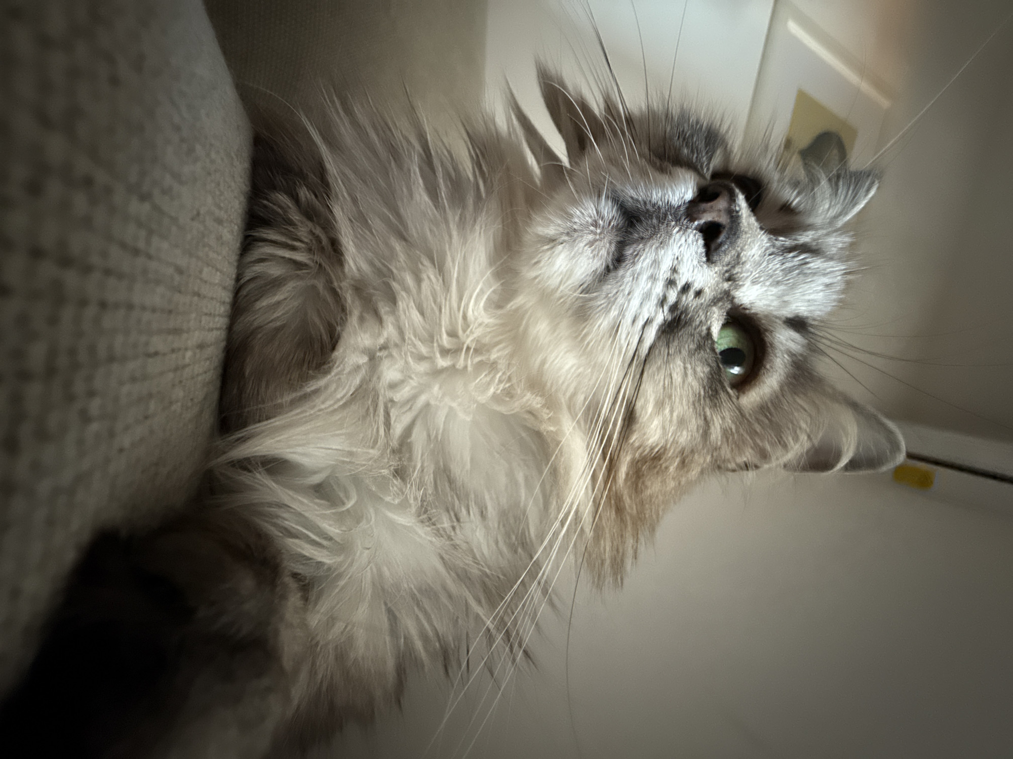 A low-angle, close-up shot focuses on a fluffy, long-haired grey cat with green eyes. The cat is positioned on what appears to be a light-colored, textured surface, possibly a sofa or chair. Its head is turned upwards and slightly to the left, with its gaze directed intently in that direction. The cat's fur is prominent, with long whiskers fanning out from its muzzle. The background is softly lit and appears to be an indoor setting with a white wall and some indistinct objects. There is no indication of the city of Unknown or any specific location within it.