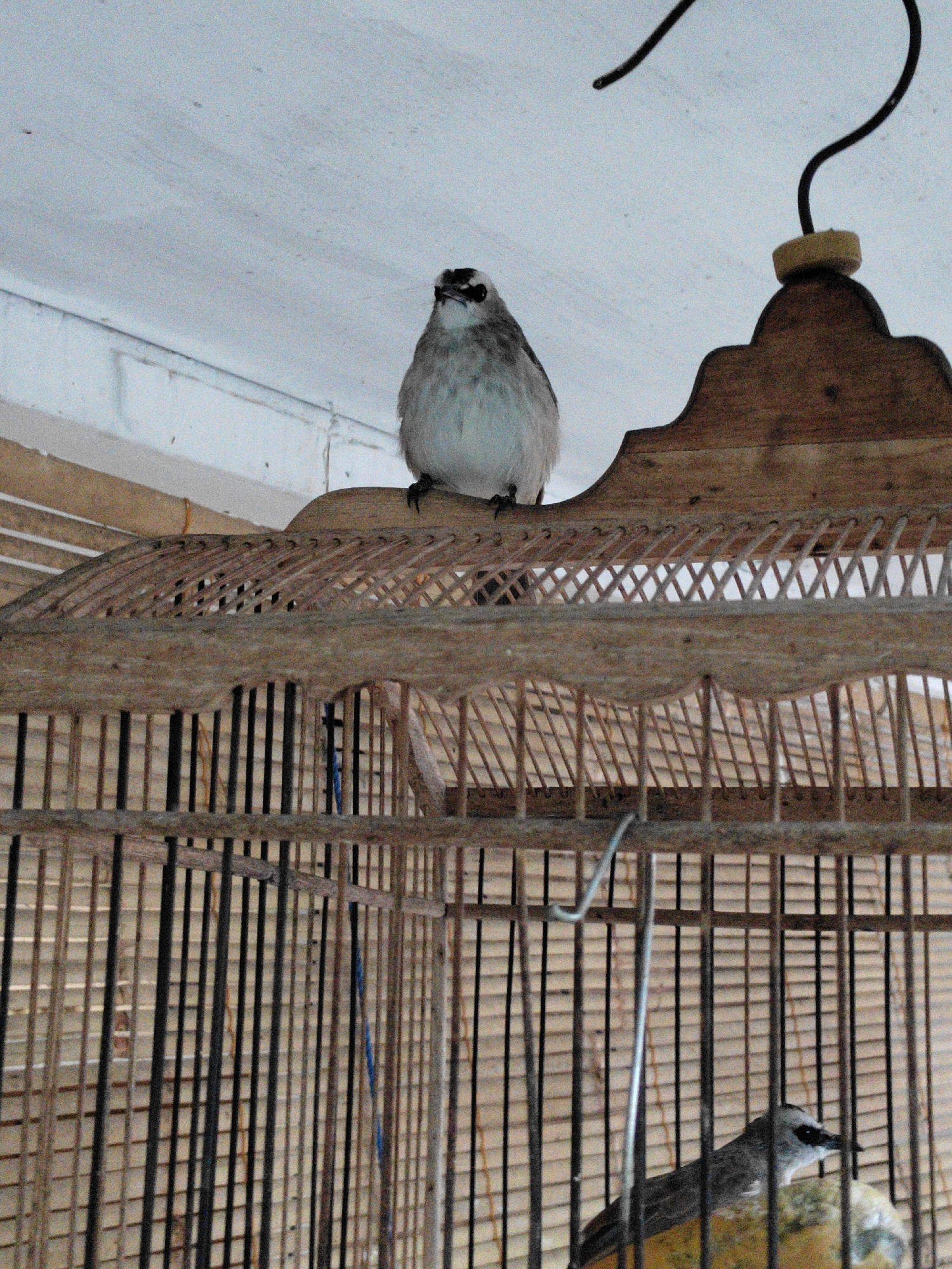A full-frame, medium-shot, eye-level, exterior daylight photograph shows two birds inside a wooden bird cage. The cage is ornate with a curved, decorative top and a criss-cross pattern along the upper rim. The cage bars are thin and dark, with a lighter-colored wooden frame. A metal hook hangs from the top of the cage, extending upwards and out of frame.
In the upper half of the frame, a small, light-colored bird with dark markings around its eyes and on its head is perched on the top rim of the cage. It is facing mostly forward with its head slightly tilted.
In the lower half of the frame, another bird, darker in coloration with lighter underparts and dark eye markings, is visible inside the cage, perched on what appears to be a piece of fruit. This bird is facing to the right and looking downwards.
The background shows a light-colored, textured ceiling and a wooden beam. The environment suggests an outdoor or semi-outdoor setting, potentially a balcony or patio in Surabaya, Indonesia, given the presence of a bird cage and the style of construction.