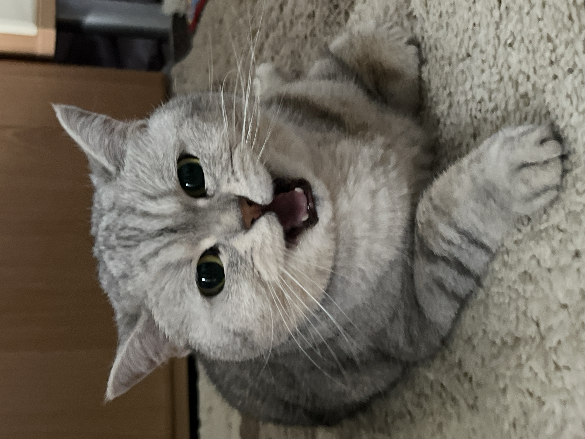 A gray tabby cat lies on its side on a beige carpet, its mouth open as if yawning or meowing. The cat's green eyes are wide open, and its white whiskers are prominent. The cat's fur is striped in varying shades of gray. The background includes a partial view of a light brown wooden surface, potentially a piece of furniture. The location is not discernible from the image.
