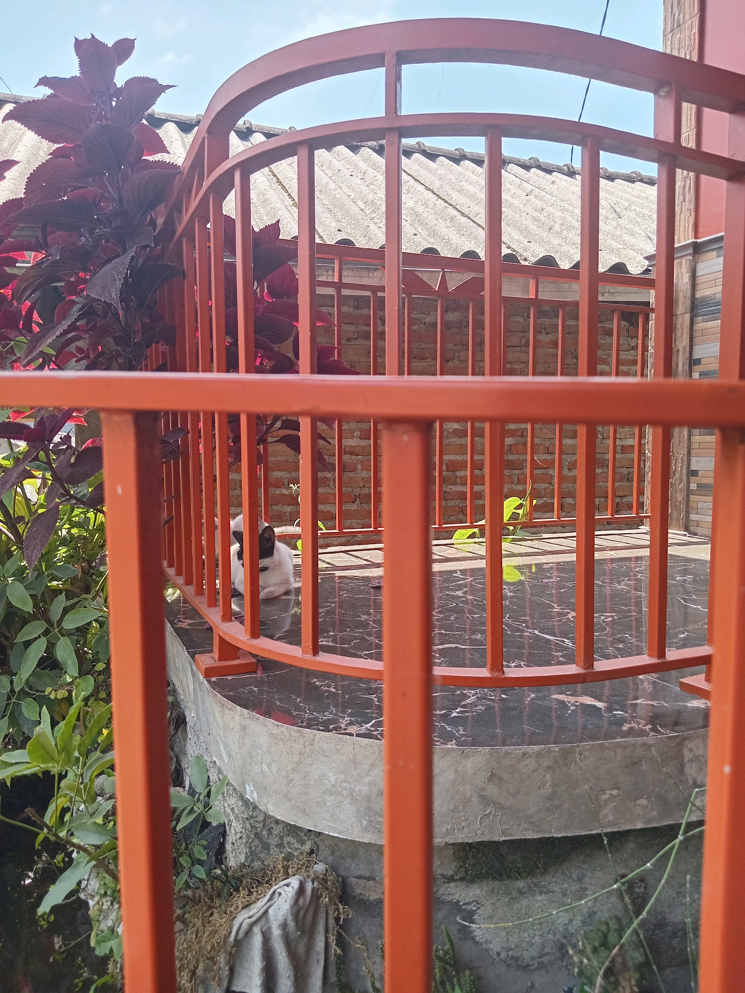 A black and white cat is sitting on a dark marble floor inside a rounded balcony. The balcony is enclosed by an orange metal railing, and there are plants with large, dark red leaves growing to the left of the cat. In the background, a brick wall is visible, and beyond that, a corrugated roof. The scene appears to be outdoors, possibly in a residential area in Claket, Indonesia, with a clear sky overhead.