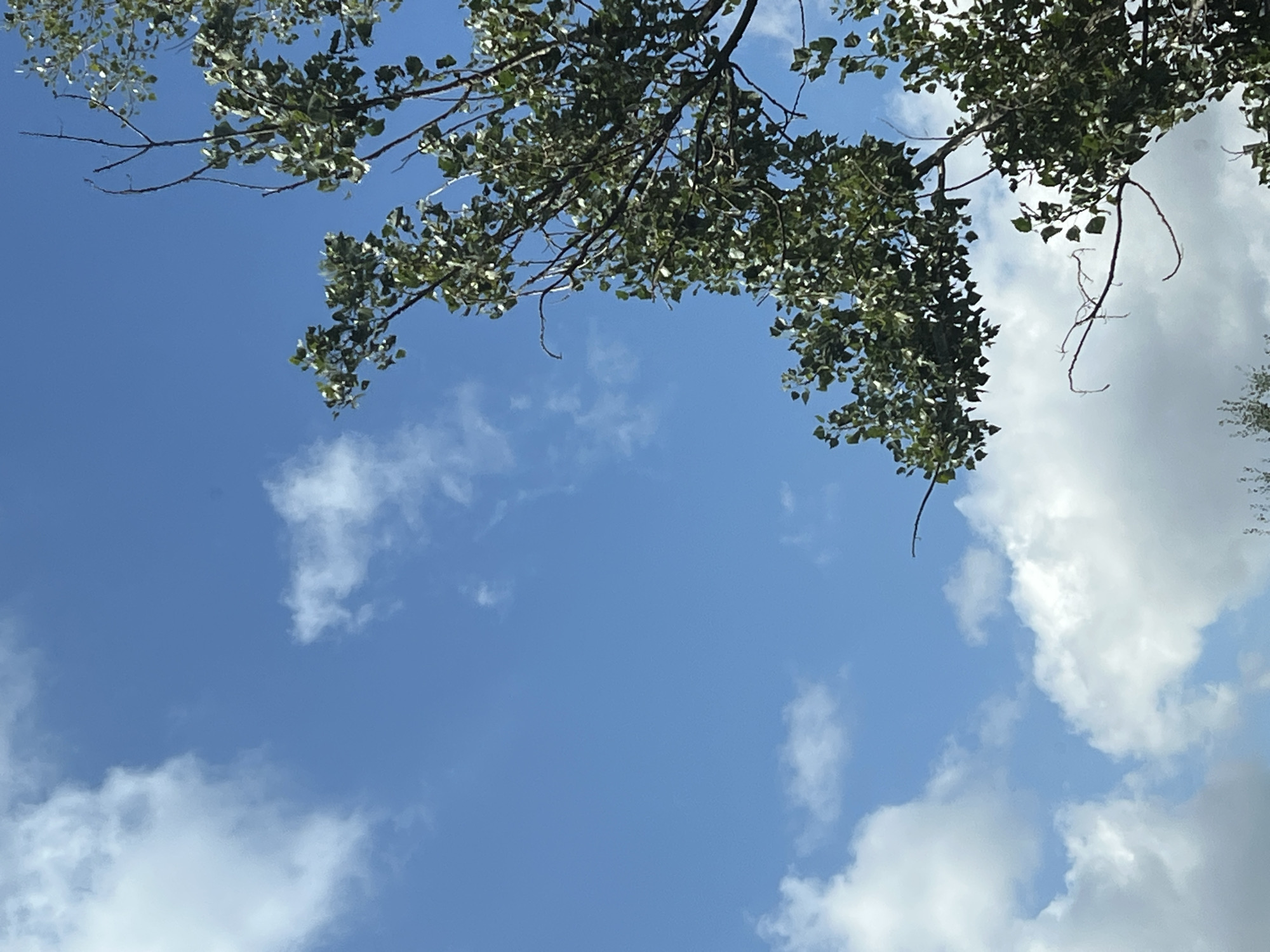 A low-angle, eye-level shot captures a section of blue sky with scattered white clouds. A tree with green leaves and bare branches dominates the right side of the frame. The image appears to have been taken on a bright, clear day, possibly in an outdoor setting in Warsaw, Poland, though no specific landmarks are visible to confirm this location. No people or specific objects are present to indicate any particular activity or event.