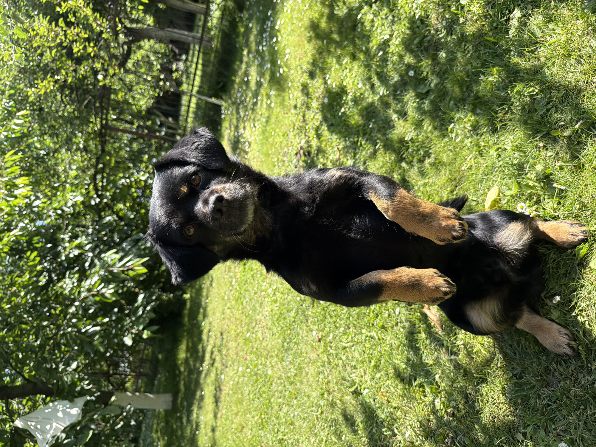 A black and tan dog with brown eyes is sitting upright on a grassy lawn, facing the camera. The dog's front paws are resting on its chest. The background consists of lush green grass, dotted with small white flowers, and trees with dense green foliage. Sunlight dapples the scene, casting shadows on the grass. The overall setting appears to be a garden or park in the city of Kozova, Ukraine, on a sunny day.