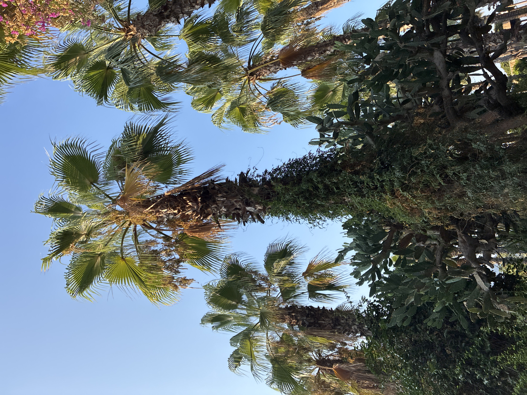 The image captures a dense collection of palm trees and prickly pear cacti against a clear blue sky, taken from a low angle looking upwards. Several palm trees are visible, with their fronds extending towards the sky. One prominent palm tree in the center is covered in dark green vines, which also creep onto the trunk of another palm tree to its left. To the right and slightly behind, another palm tree's trunk is visible, partially obscured by vines. In the lower part of the image, a large, sprawling prickly pear cactus plant is clearly depicted, with its characteristic flat, paddle-like segments. The lighting suggests it is daytime, with sunlight illuminating the upper portions of the foliage. The overall impression is one of lush, tropical vegetation. This scene is consistent with the natural environment found in coastal areas of Alanya, Turkey, known for its abundance of palm trees and Mediterranean climate that supports such flora.