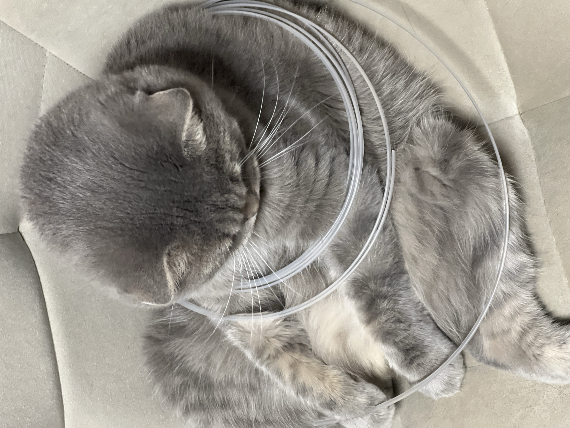 The image shows a gray cat lying on a light beige, textured surface, possibly a couch or chair. The cat is curled up, with its head bowed, obscuring its face. Several thin, clear plastic tubes are draped around the cat's neck and body, forming loops. The cat's fur is soft and appears to be a mix of gray and lighter gray or white patches. Its paws are visible, tucked underneath its body. The lighting is even, and the focus is on the cat and the tubes. There is no indication of the location being in Votkinsk, Russia; this is a generic domestic scene.