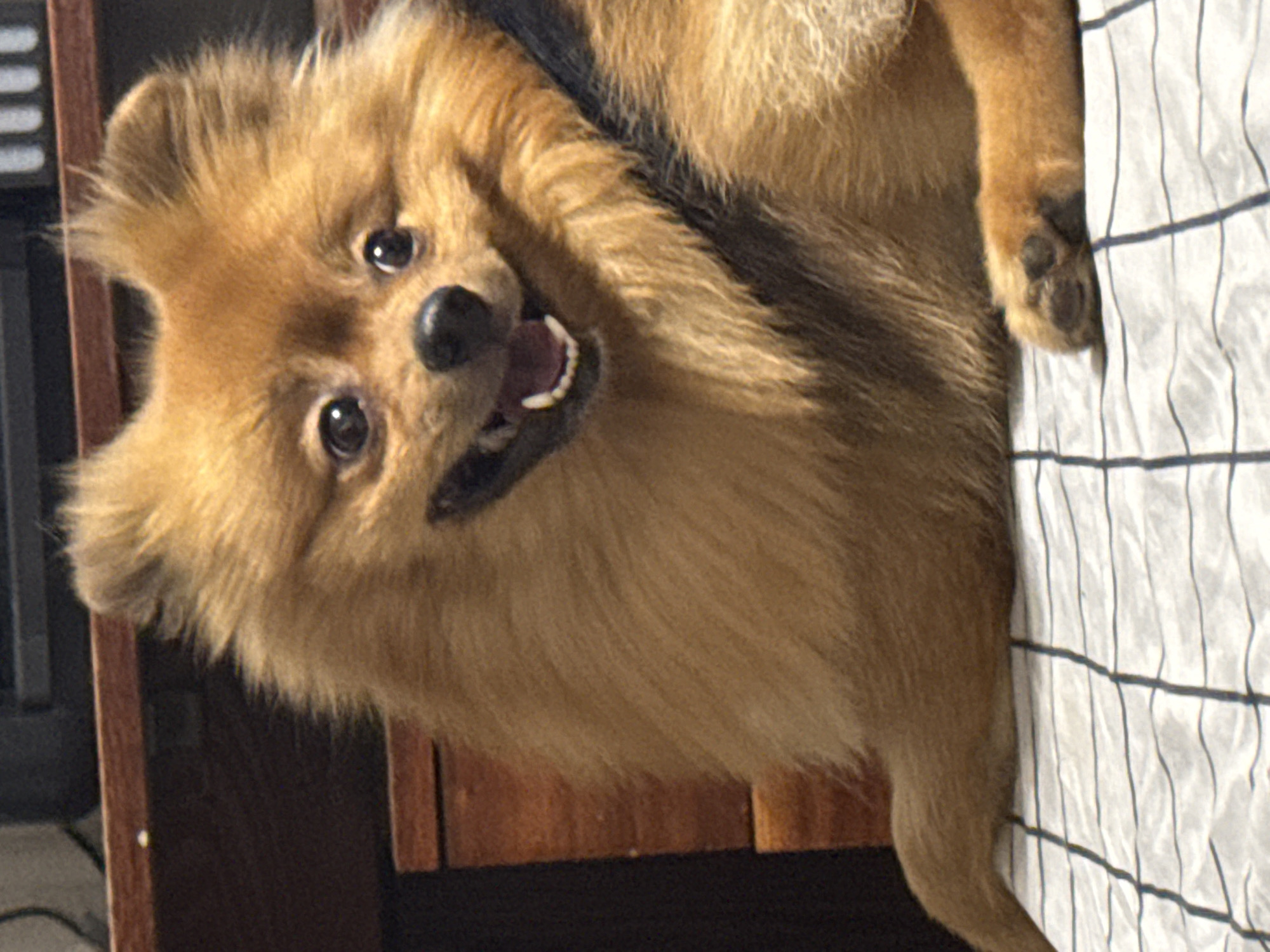 A close-up, eye-level, full-body shot shows a fluffy, light brown Pomeranian dog lying down. The dog is facing forward with its mouth open and tongue out, appearing happy. Its fur is thick and appears well-groomed, with darker brown markings on its back and ears. The dog is resting on a white surface with a checkered pattern of dark blue lines. In the background, a dark brown wooden surface is visible, possibly part of a desk or furniture. The lighting is somewhat dim, with the dog's face being the brightest illuminated area. The scene appears to be indoors. The image does not contain any recognizable landmarks or features that would indicate its specific location in Khimki, Russia.