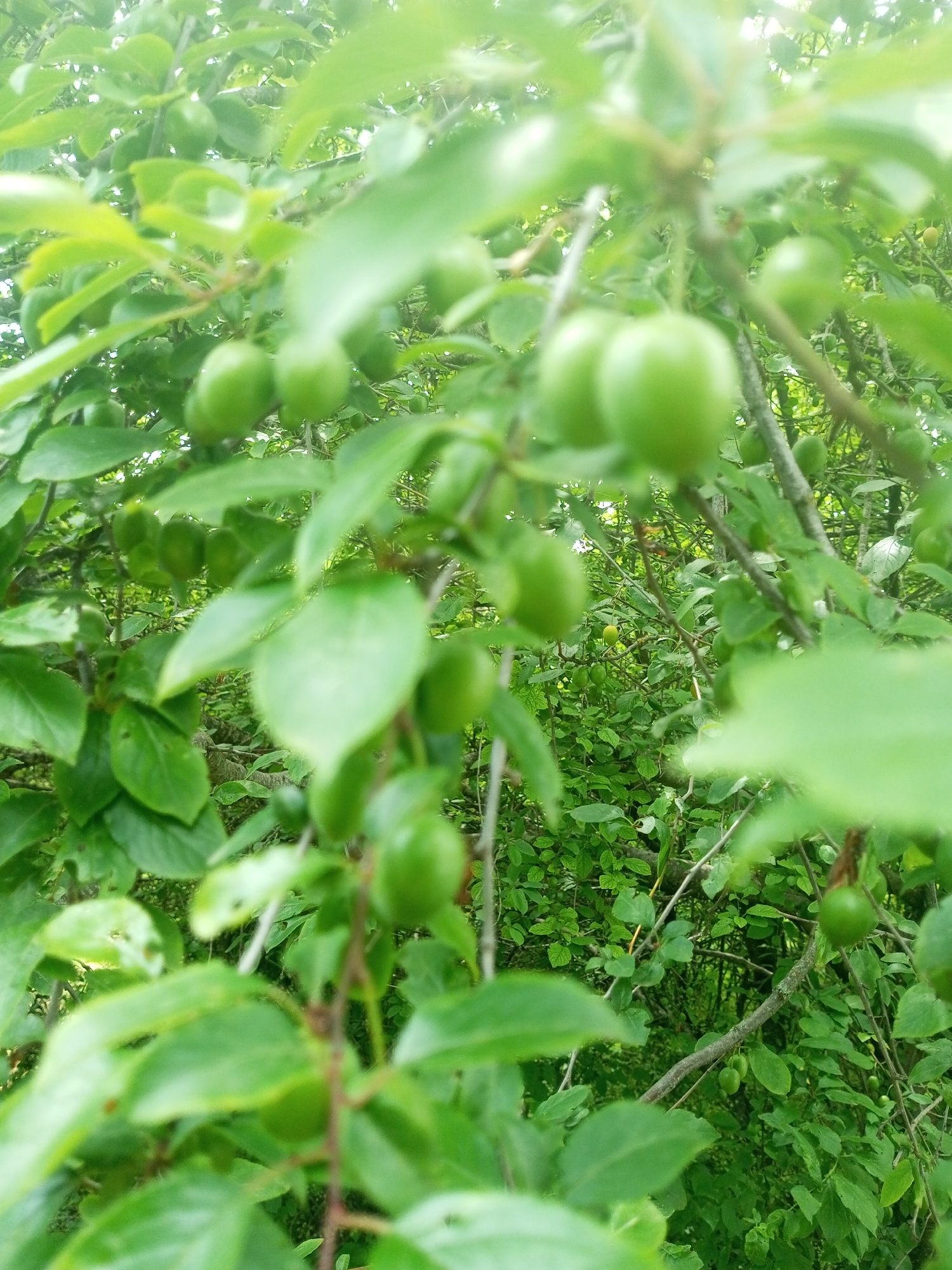 The image shows a close-up view of a plum tree with unripe green plums hanging from its branches. The plums are small and round, with a smooth, slightly glossy surface. They are clustered together on thin stems, surrounded by lush green leaves. The background is a blur of more leaves and branches, suggesting a dense, natural setting. The overall impression is one of growth and potential, with the fruit in its early stages of development. The scene is located in the village of Ароматновское сельское поселение, Ukraine.