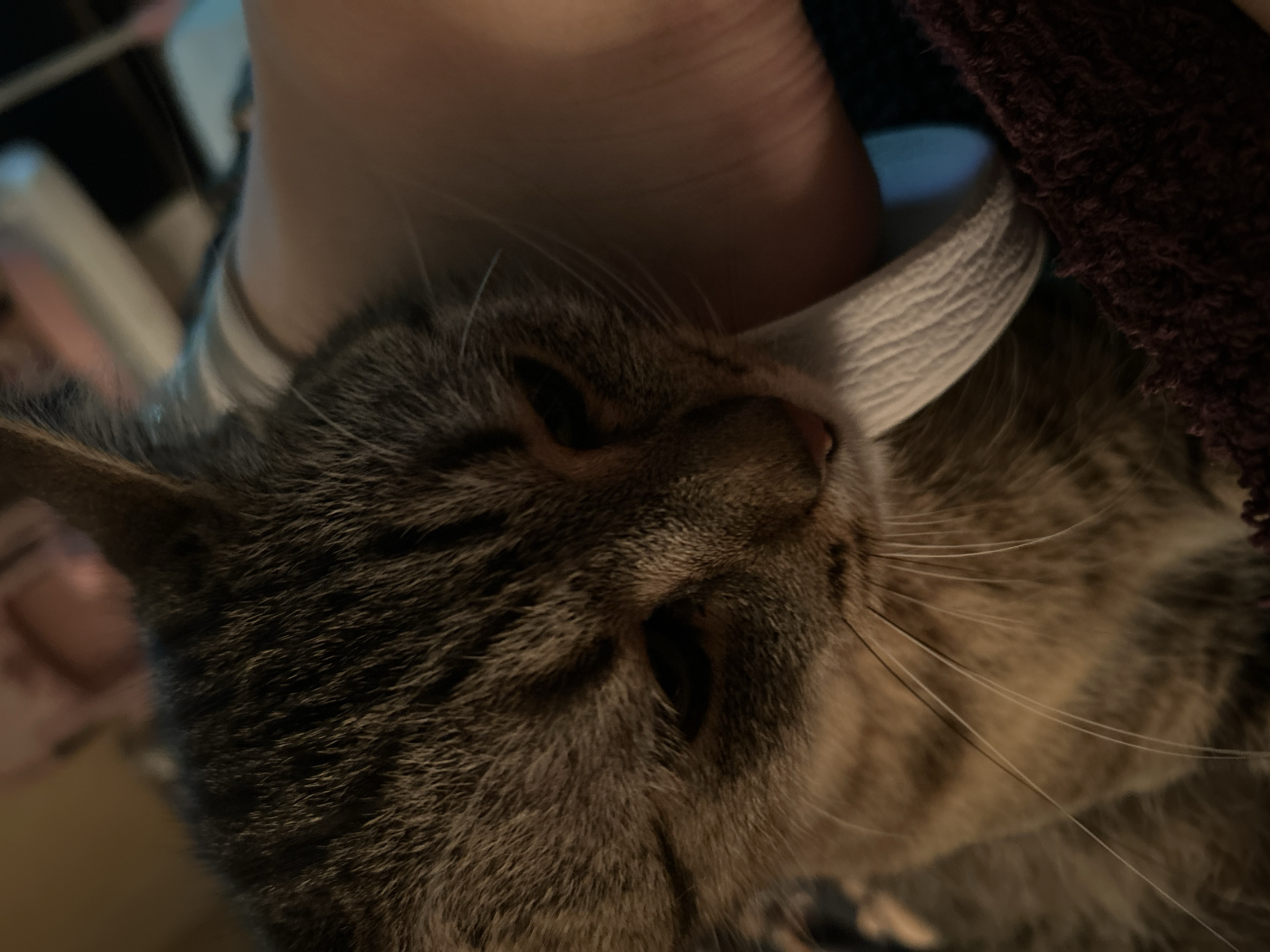 A close-up, low-angle shot shows a tabby cat's face. The cat's fur is brown and black striped. Its eyes are dark and appear to be closed or looking down. The cat's whiskers are long and white. The cat's head is resting on a dark purple textured surface. A person's hand is visible to the right of the cat's head, with fingers bent and resting on the cat's fur. The background is out of focus, with hints of warm and cool lighting. The image is undated and its location in Sofia, Bulgaria, is not discernible from the visual information provided.