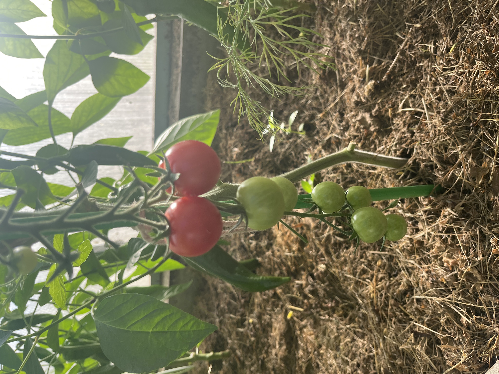 The image shows a close-up view of a tomato plant in a greenhouse. The plant has several green tomatoes and two ripe red tomatoes clustered together. There are also green leaves and stems visible, along with a green stake supporting the plant. The ground is covered with dried organic matter, likely mulch or straw. In the background, a translucent wall of the greenhouse is visible, allowing sunlight to filter through. A sprig of dill is also present to the right of the tomato plant. The scene is set in Vladimirovka, Russia.