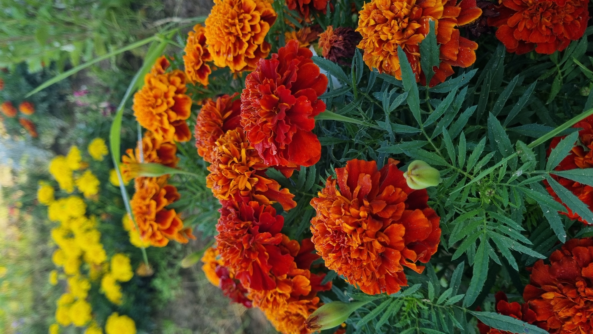 A close-up, eye-level shot captures a cluster of vibrant marigolds in a garden in Vysokoe, Russia. The flowers are predominantly in shades of deep orange and red, with some yellow blooms visible in the blurred background. The petals of the marigolds are ruffled and appear slightly wet, possibly from dew or recent rain. Dark green, feathery leaves surround the flowers, some with tiny water droplets clinging to them. A single, pale green bud is visible among the foliage. The overall impression is one of lush, natural beauty within a garden setting.