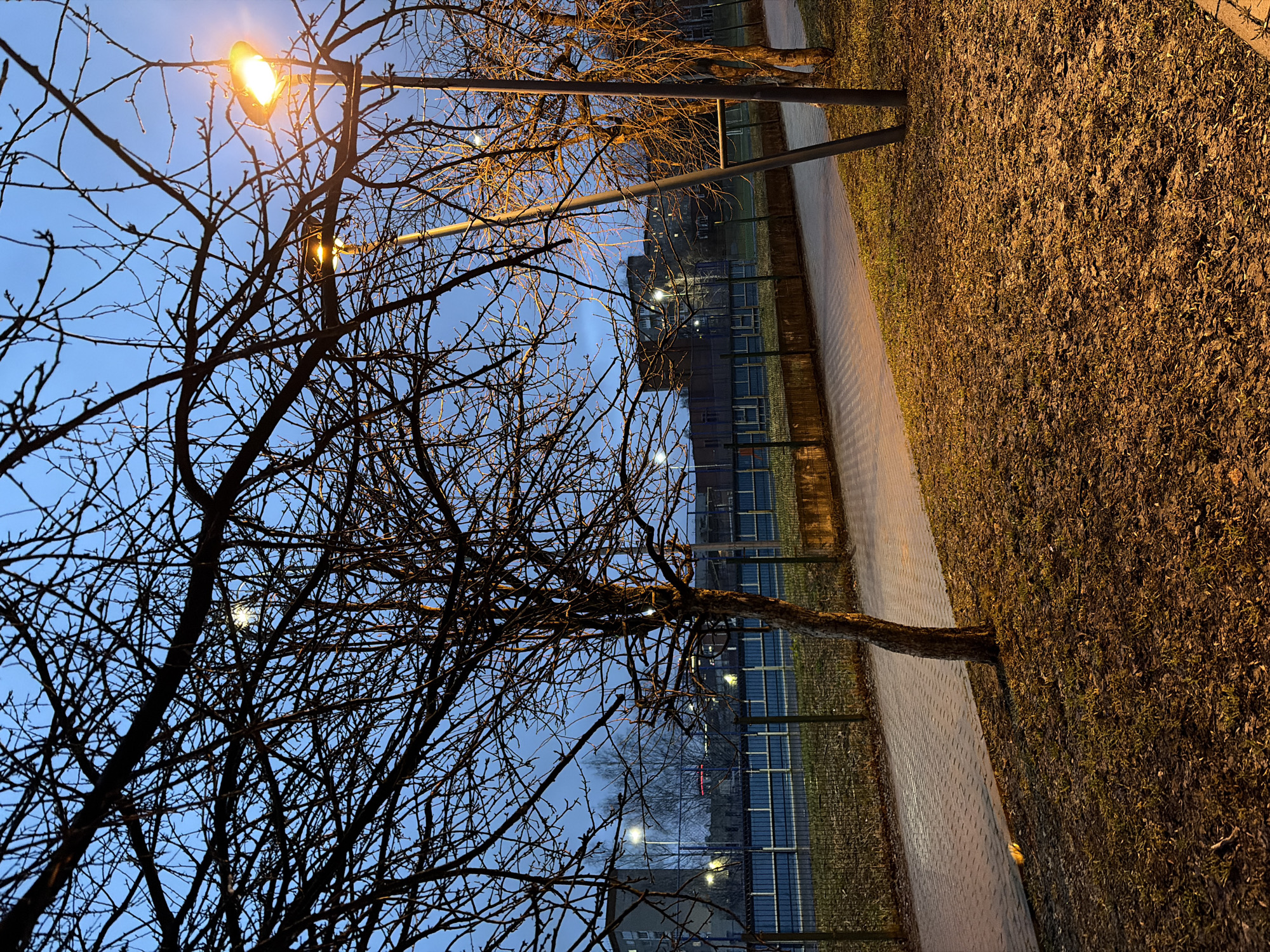 The image depicts an outdoor scene at dusk in Izhevsk, Russia. A bare tree with many branches fills the left side of the frame, obscuring the blue sky in the background. A streetlight with a warm glow is partially visible through the tree branches. To the right, there is a sidewalk paved with gray bricks and adjacent to it is an area of dry grass and fallen leaves. A dark metal fence runs parallel to the sidewalk. In the distance, buildings with lit windows can be seen. A second light post is also visible, and a second tree, less full, sits behind it.
