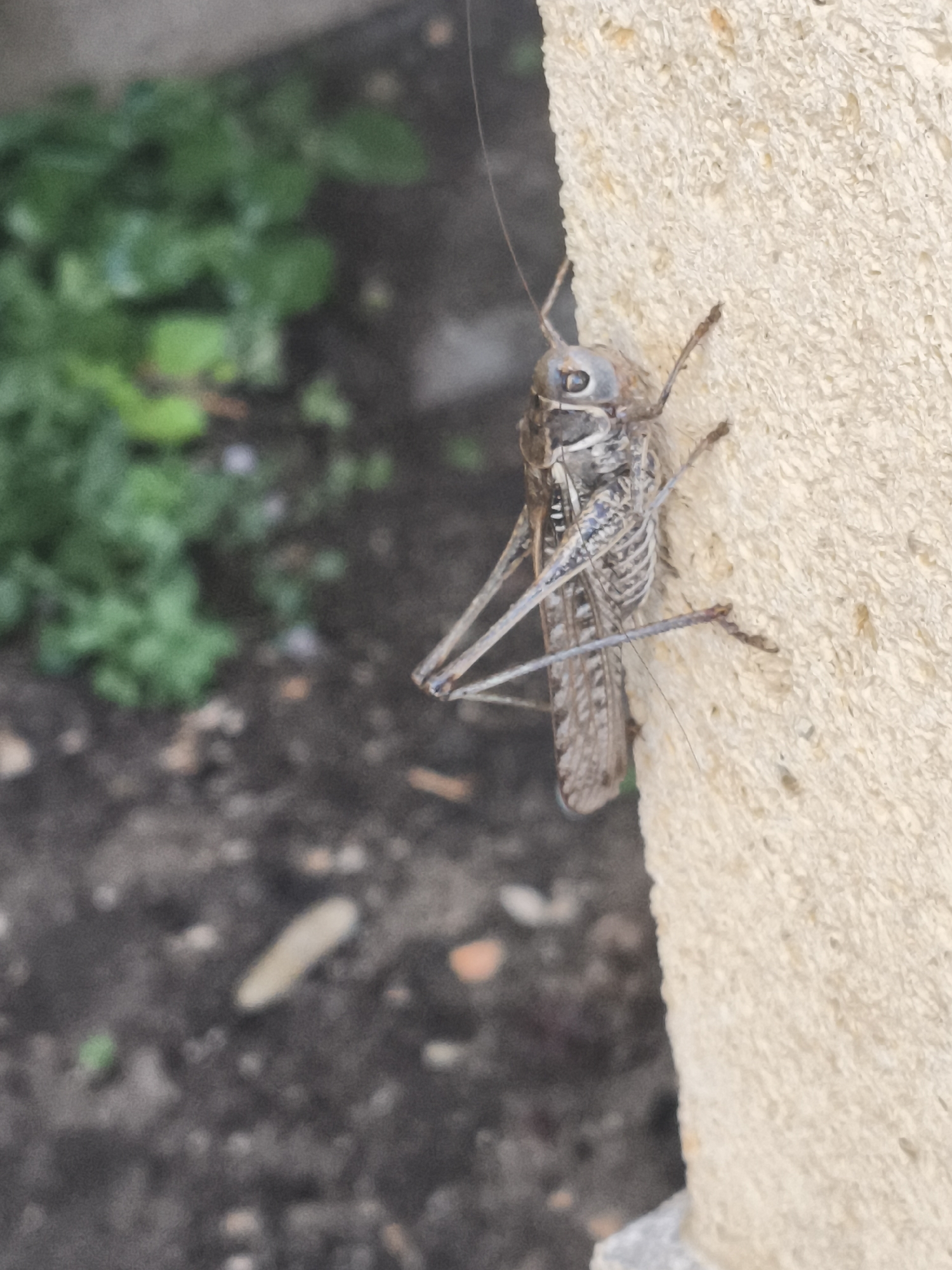 The image shows a close-up of a large insect, possibly a grasshopper or cricket, clinging to a textured, pale yellow surface. The insect is oriented vertically, with its head pointing upwards. It has long antennae, prominent compound eyes, and visible legs and wings. The surface it is on appears to be a rough, porous material like concrete or stone. In the blurred background, there are green plants and dark soil, suggesting an outdoor environment. The lighting is natural, casting soft shadows. There are no people or any identifiable structures or landmarks that would allow for a specific location within Zelenomorsk, Russia to be determined. The scene is static, with the insect appearing to be at rest.