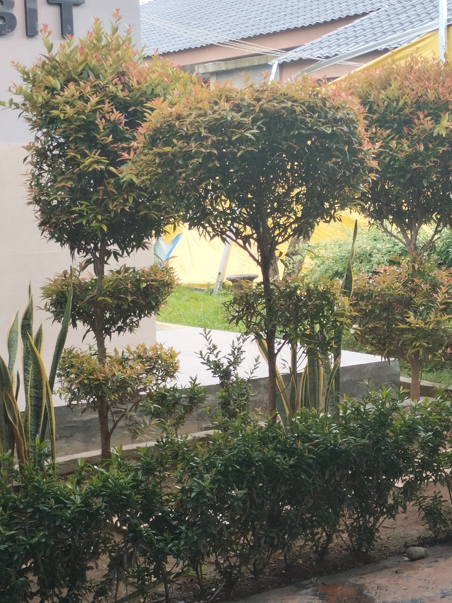 The image captures an outdoor scene in Langsa, Indonesia, featuring a variety of manicured trees and shrubs. In the foreground, a dense hedge of dark green, small-leaved bushes lines the bottom of the frame. Behind this hedge, a series of potted plants and carefully shaped topiary trees are visible. One prominent topiary, a multi-tiered specimen, stands in the left-center, its branches pruned into distinct spherical shapes. To its left, several tall, sword-shaped leaves of a Sansevieria plant emerge.
Further back, other topiary trees with similar dense foliage and rounded shapes are arranged, some with reddish-tinged new growth on their leaves. The background reveals a building with a tiled roof and light-colored walls, suggesting a residential or commercial property. A yellow tarp is visible behind the trees, and a paved walkway or path is present in the mid-ground, bordered by a low concrete wall. The ground appears to be a mix of soil and paving stones. The overall impression is one of a well-maintained garden or outdoor space. There are no people visible in the image.