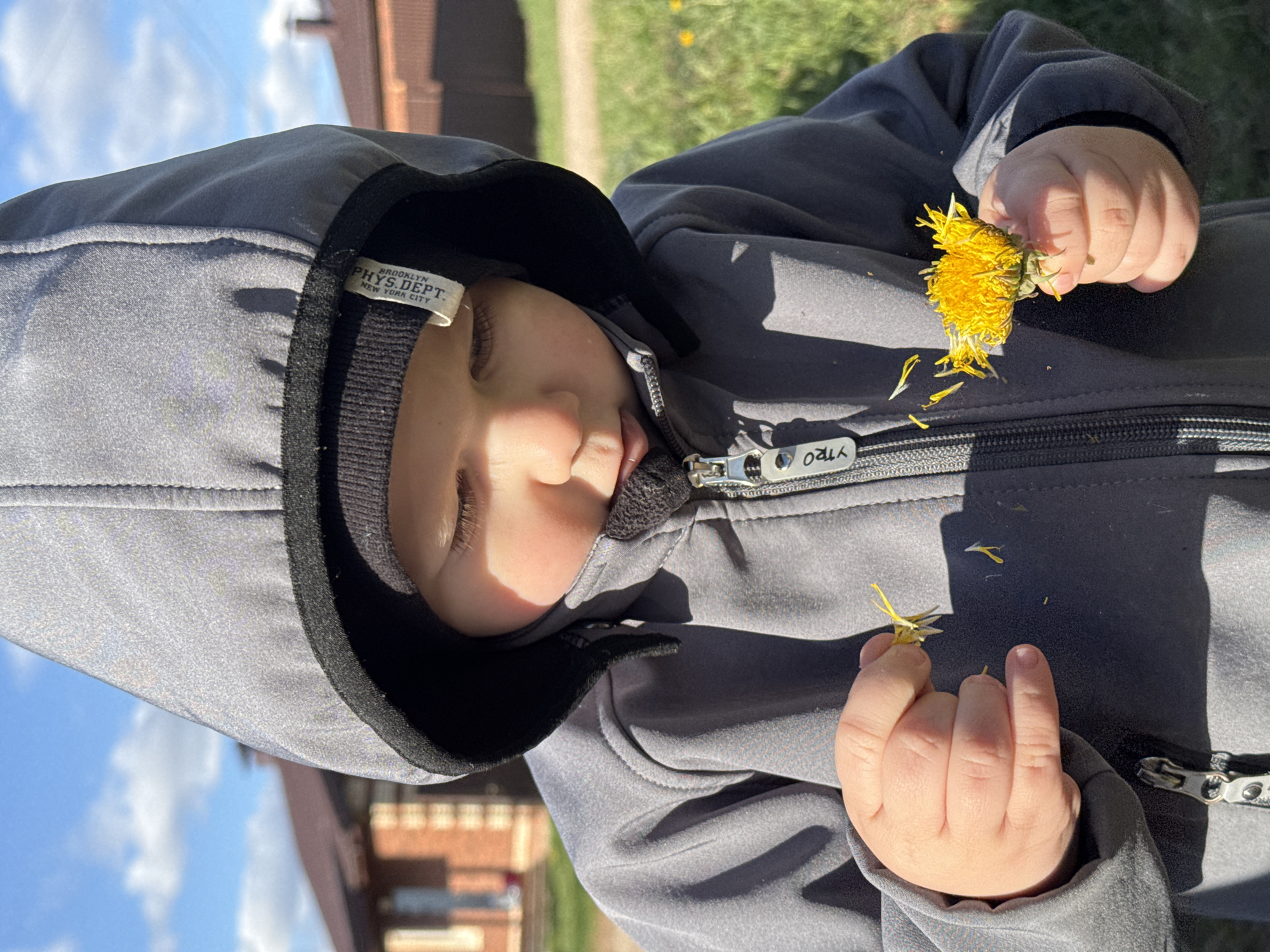 A toddler wearing a gray hooded jacket is lying down outside, holding a handful of yellow dandelions. The child's face is turned toward the camera, with their eyes closed and mouth slightly open. A tag is visible on the hood of the jacket. The jacket's zipper is partially zipped. The background includes a blue sky with clouds, a building, and green grass. The location is Zav'yalovo, Russia.